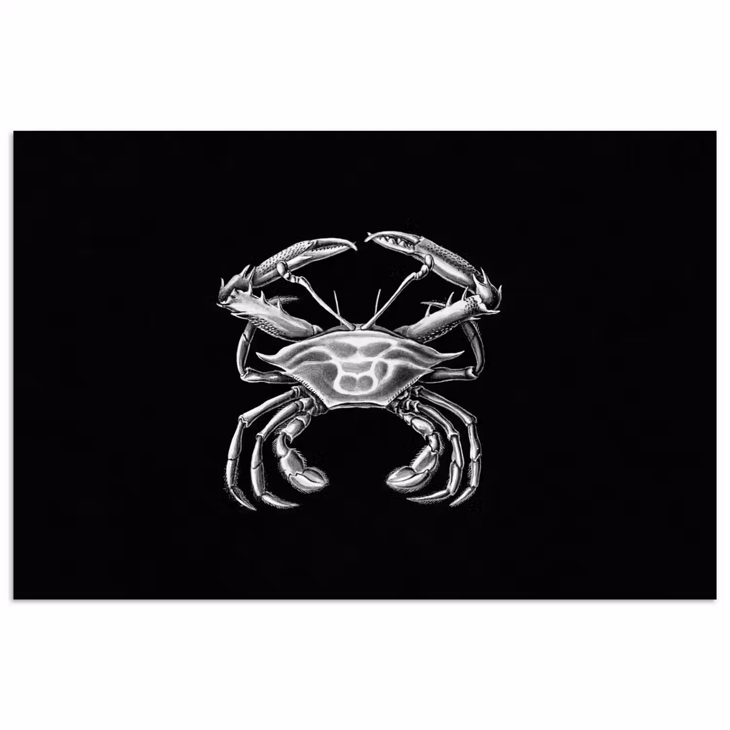 Ernst Haeckel - Krab - Oude meesters - Vintage - Dieren - Kunst poster papier klein -3d