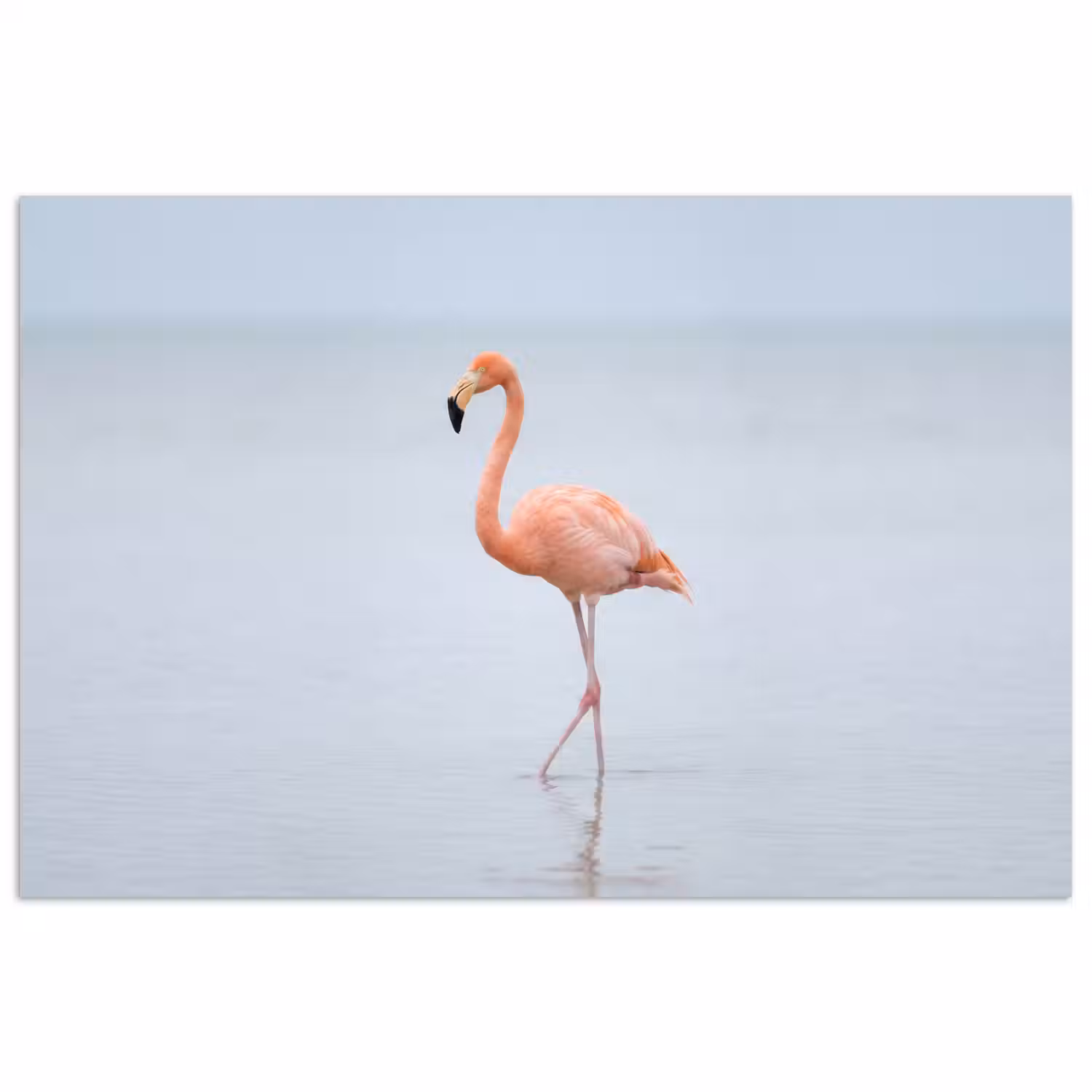 Flamingo - Zee - Roze poster papier klein -3d