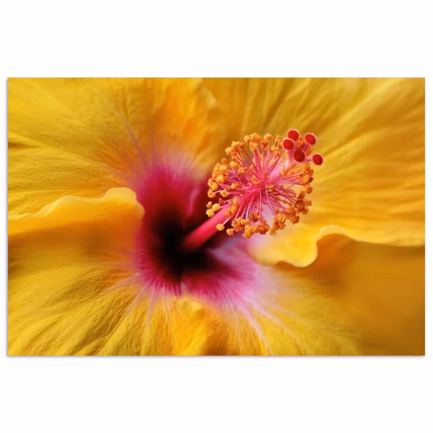 Geel - Hibiscus - Tropisch poster papier klein -3d