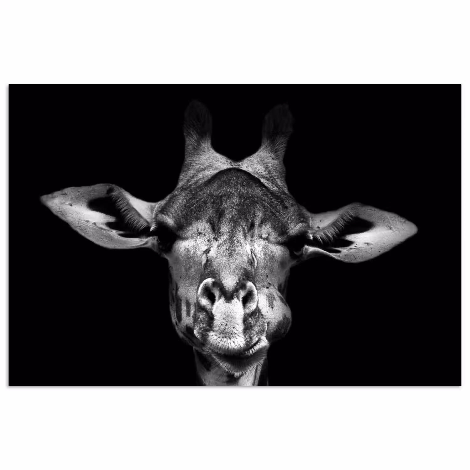 Giraffe - Portret - Dieren - Zwart - Wit poster papier klein -3d