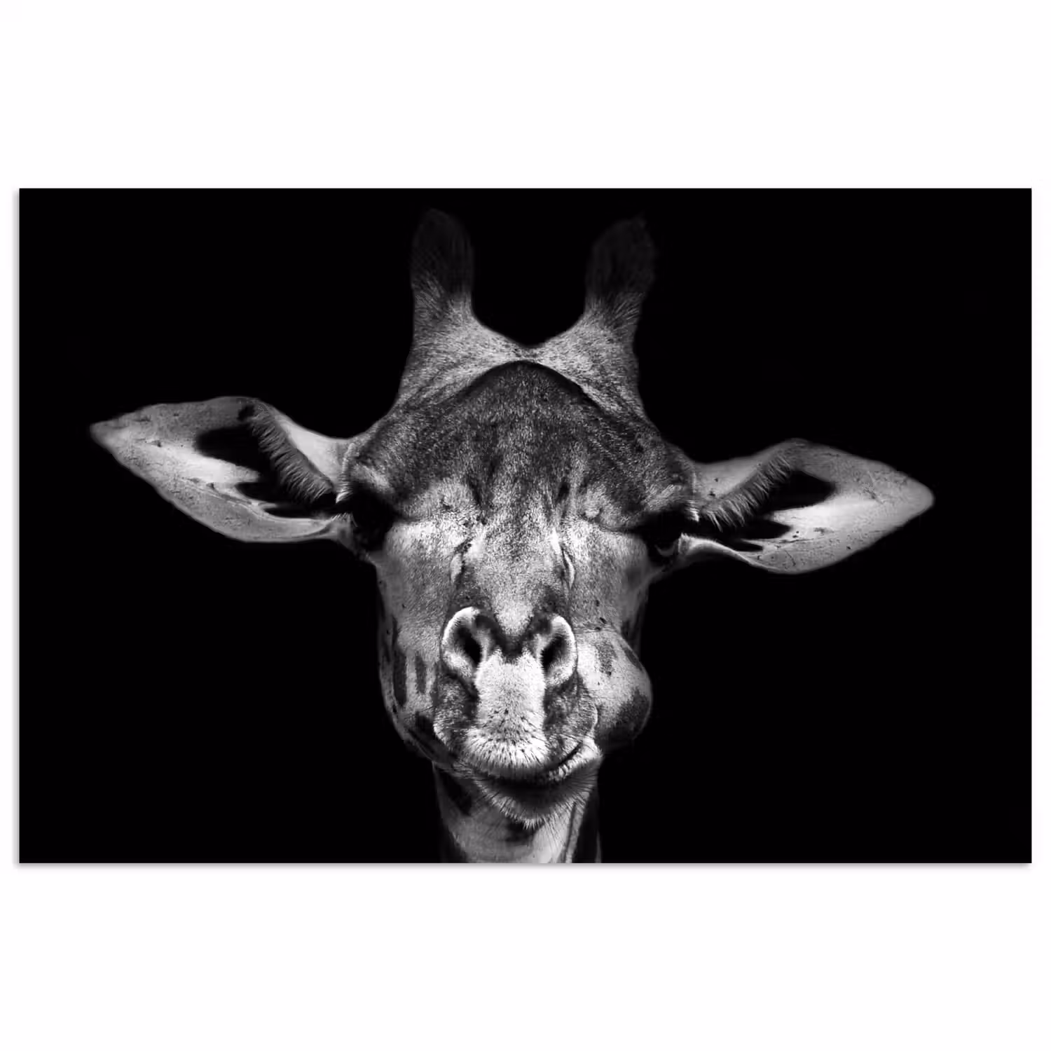 Giraffe - Portret - Dieren - Zwart - Wit poster papier klein -3d
