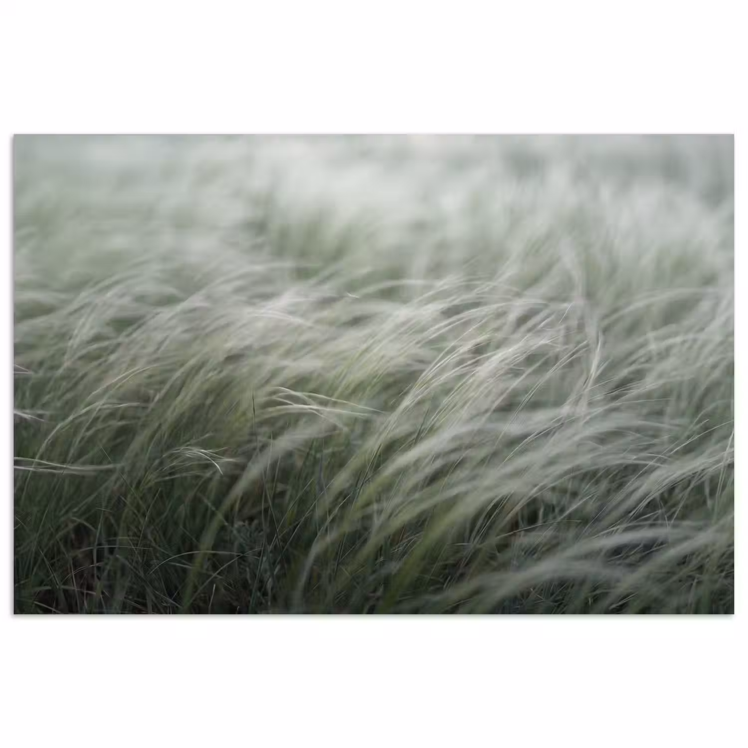 Gras - Wazig - Natuur - Groen - Zacht poster papier klein -3d