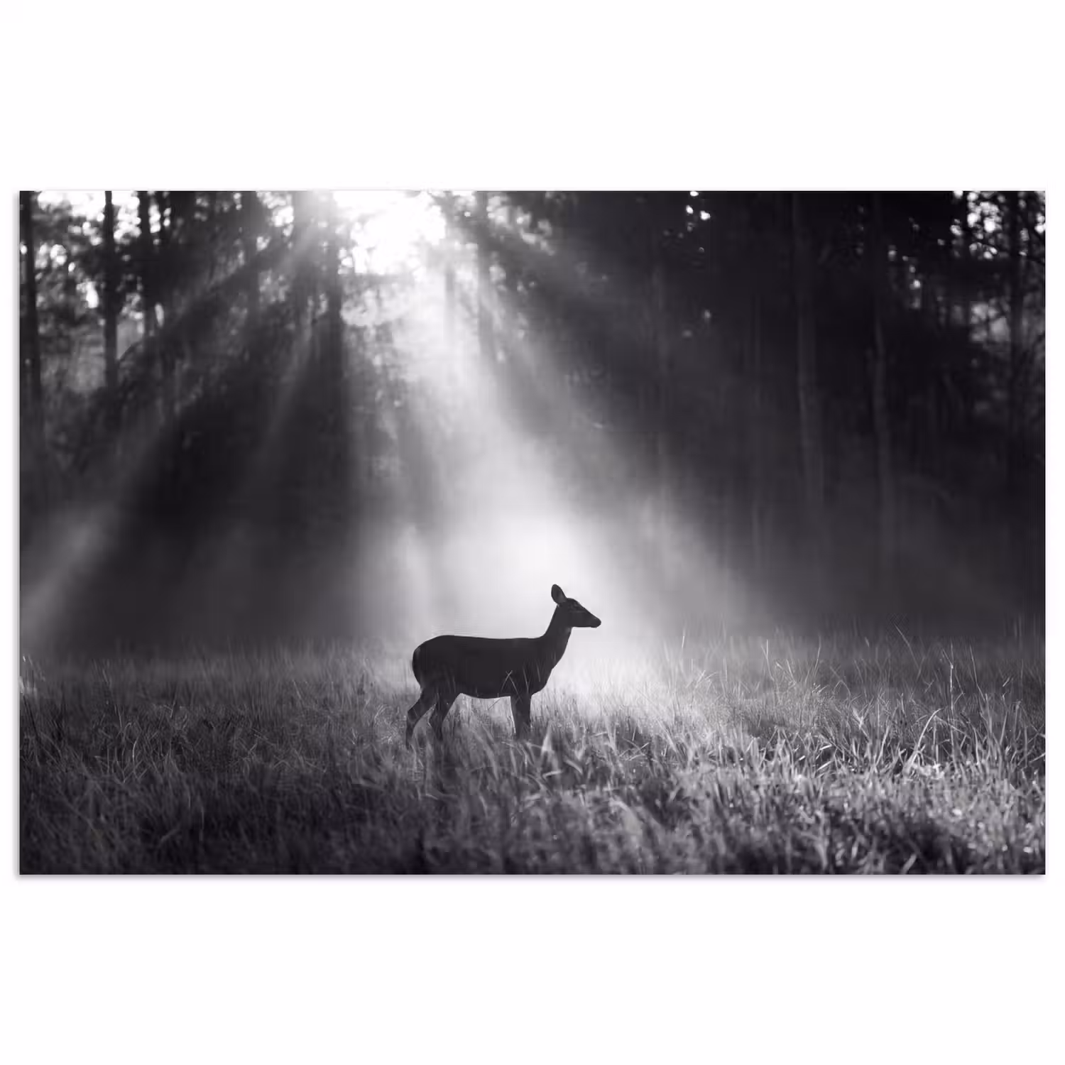 Hert - Bos - Zonnestralen - Zwart-wit - Natuur poster papier klein -3d