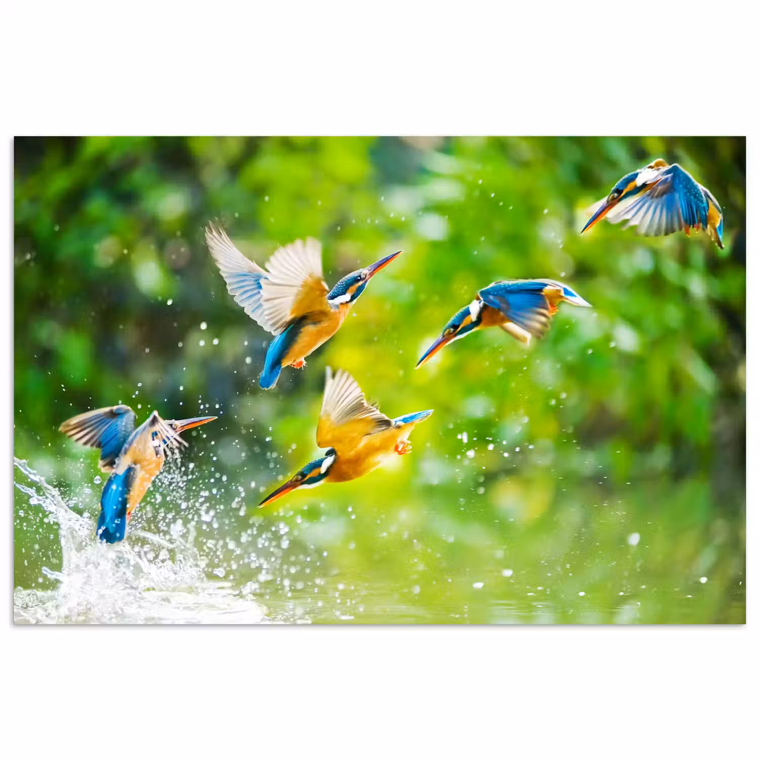 IJsvogels vliegen in het water poster papier klein -3d