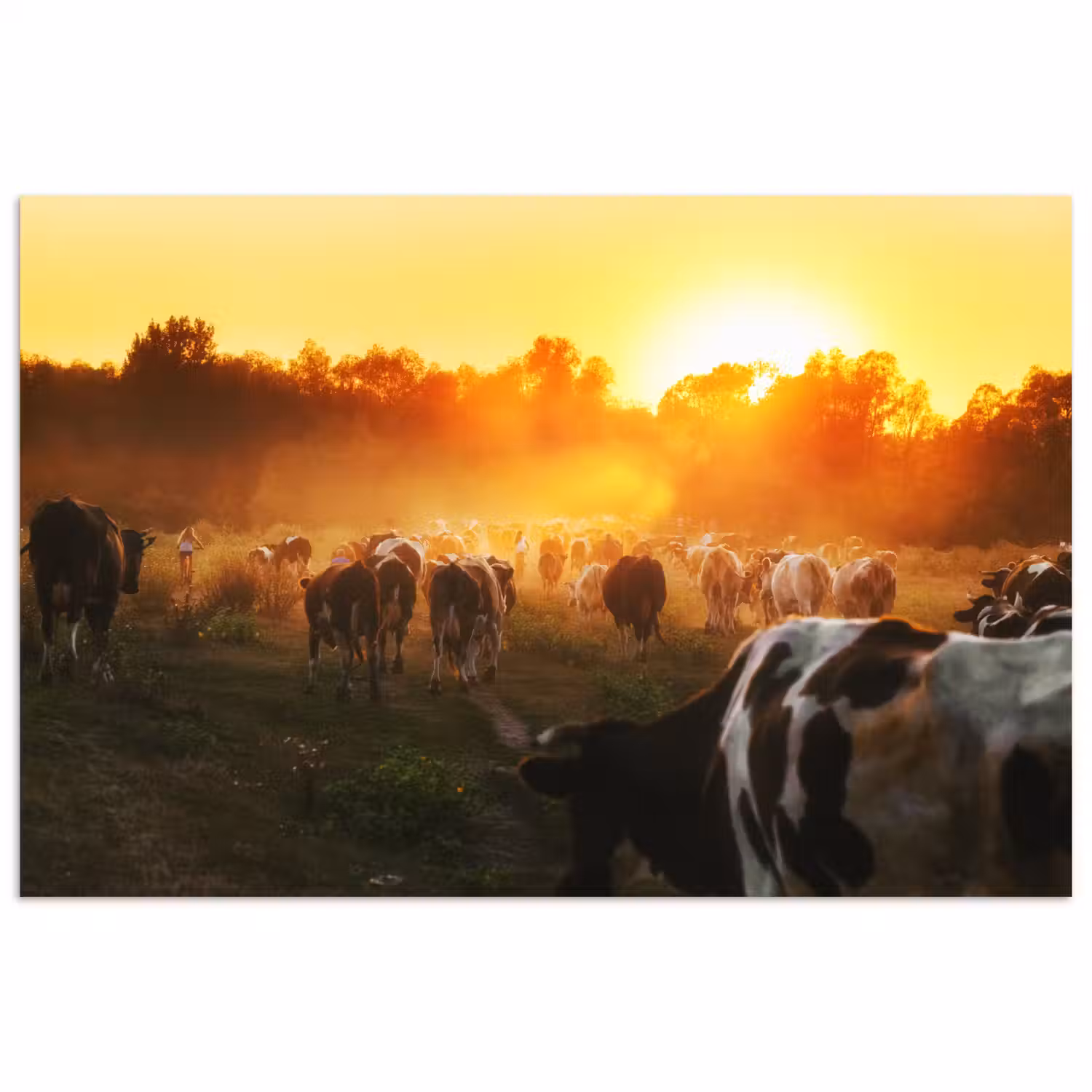 Koeien - Zonsondergang - Weiland - Dieren poster papier klein -3d
