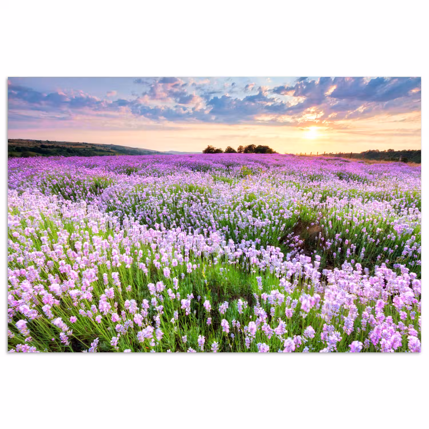 Lavendel - Bloemen - Zonsondergang - Paars - Weide poster papier klein -3d