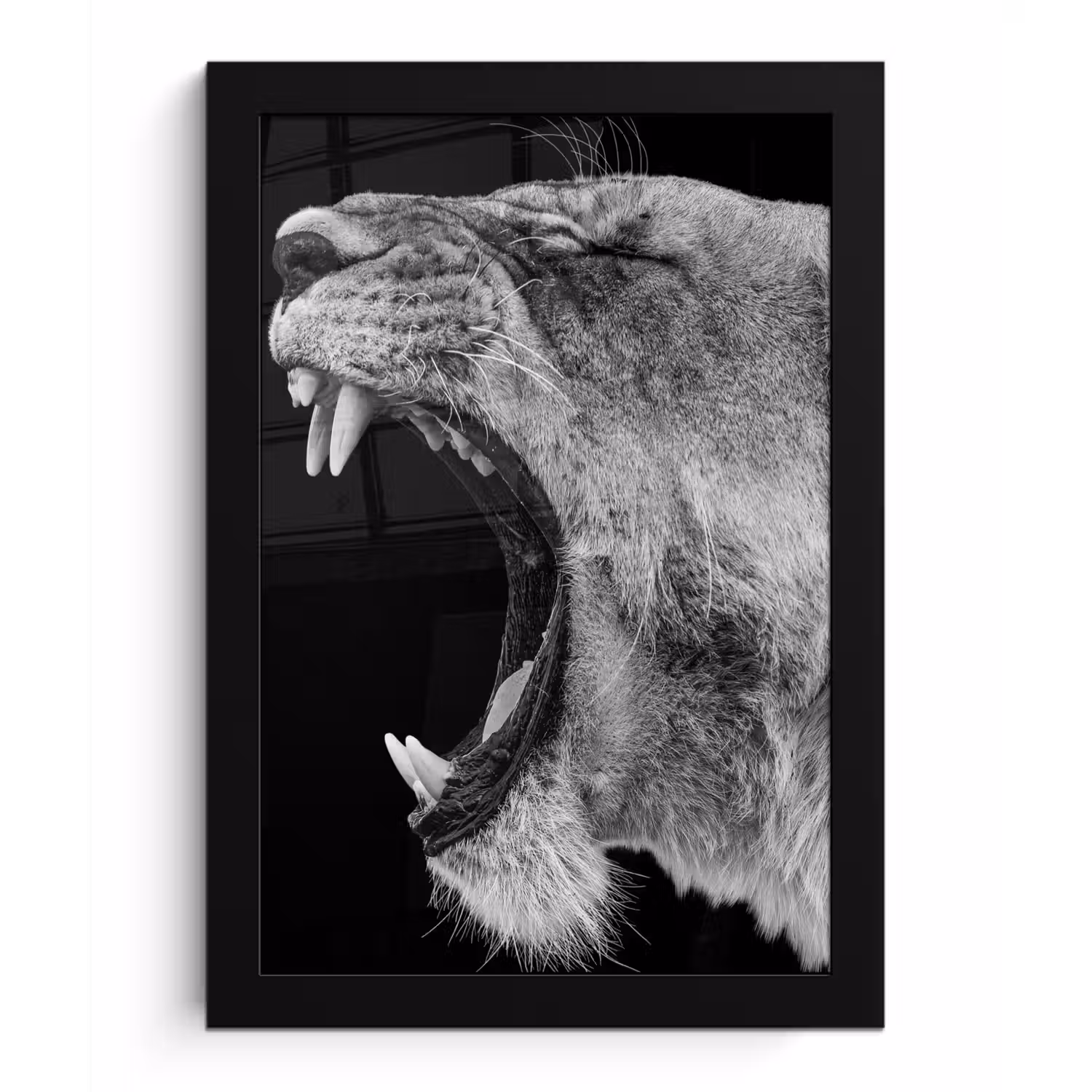 Dieren - Leeuw - Zwart - Wit - Portret fotolijst zwart zonder passe partout klein -3d