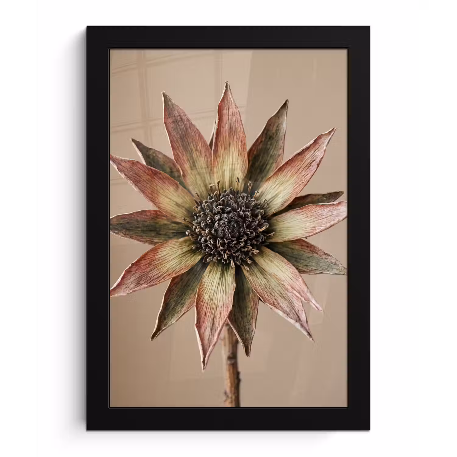 Droogbloem - Protea - Vintage - Beige - Rustiek fotolijst zwart zonder passe partout klein -3d