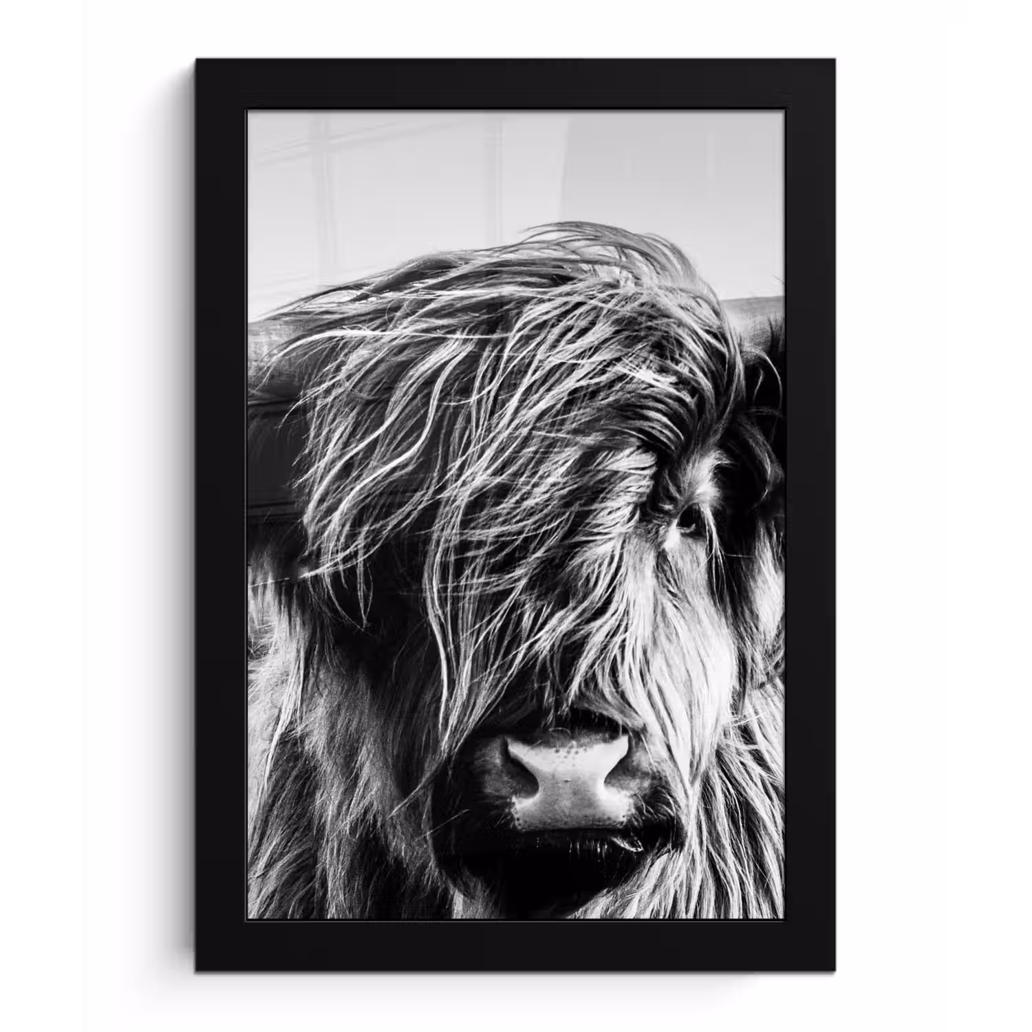 Koe - Schotse hooglander - Zwart - Wit - Dier - Natuur - Wild fotolijst zwart zonder passe partout klein -3d