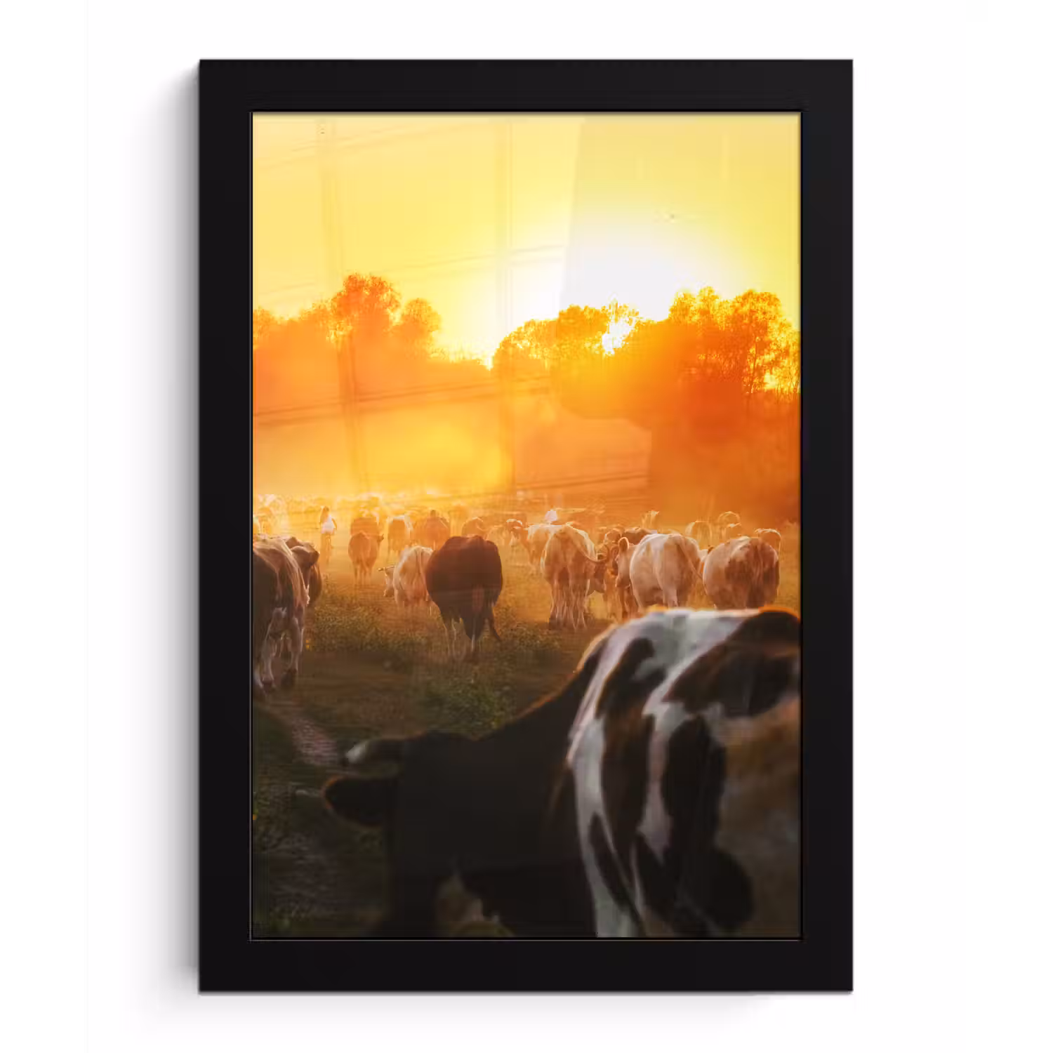 Koeien - Zonsondergang - Weiland - Dieren fotolijst zwart zonder passe partout klein -3d