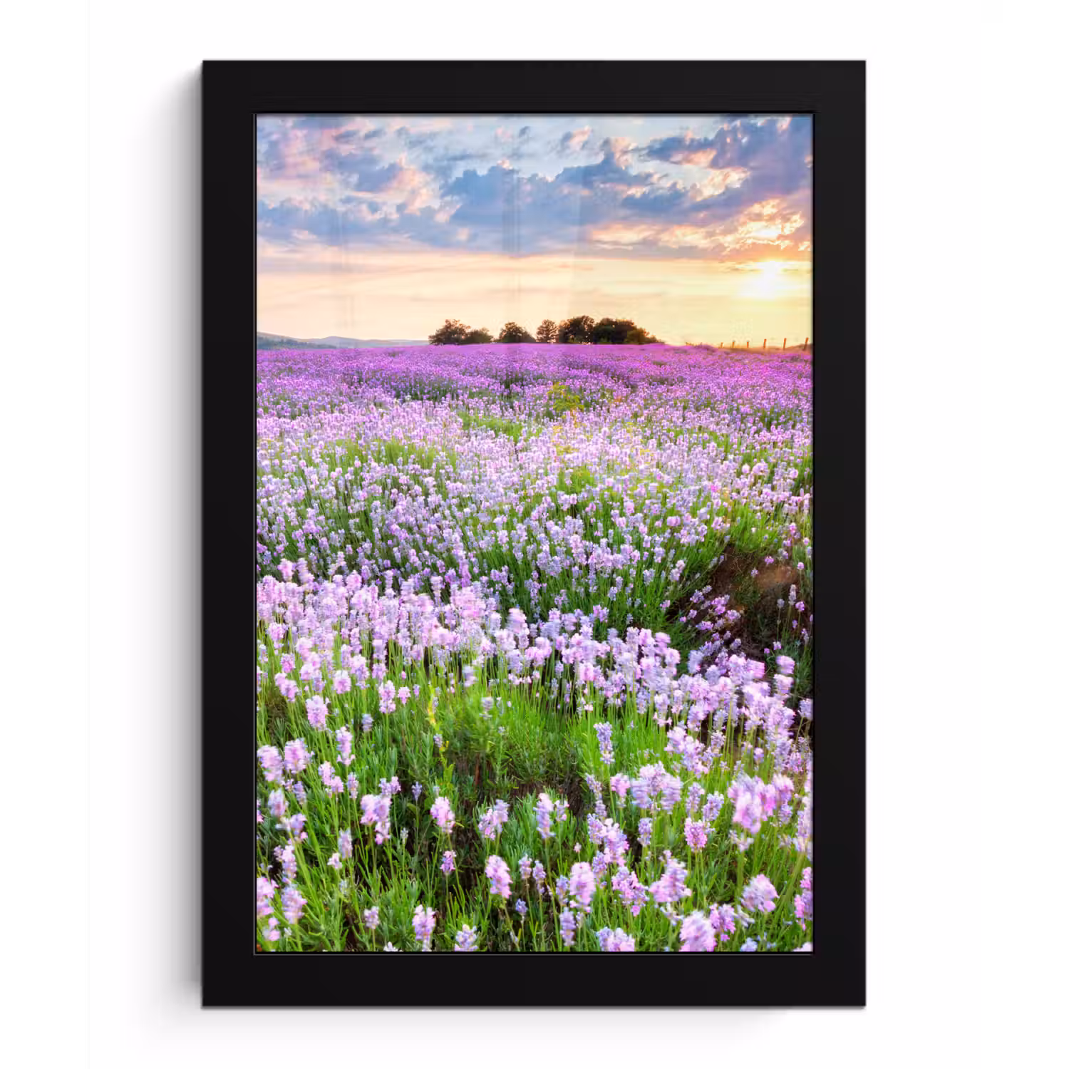 Lavendel - Bloemen - Zonsondergang - Paars - Weide fotolijst zwart zonder passe partout klein -3d