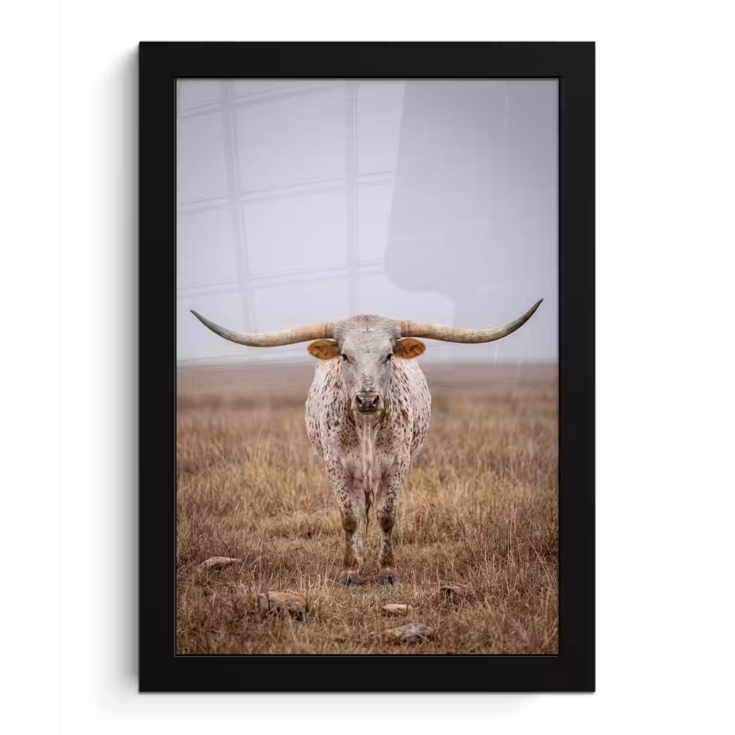 Longhorn - Grasveld - Dier fotolijst zwart zonder passe partout klein -3d