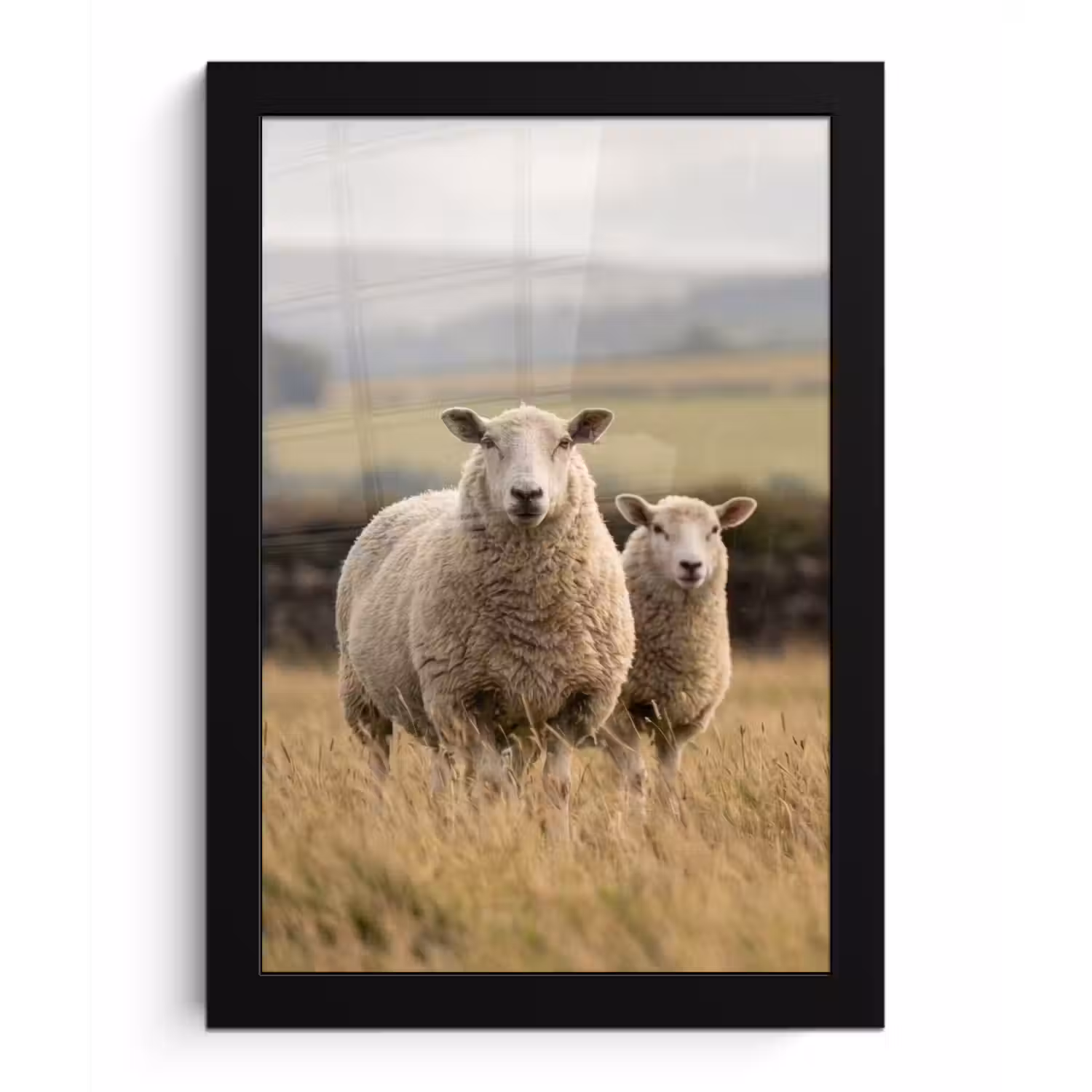 Schapen - Weidenlandschap - Heuvels fotolijst zwart zonder passe partout klein -3d