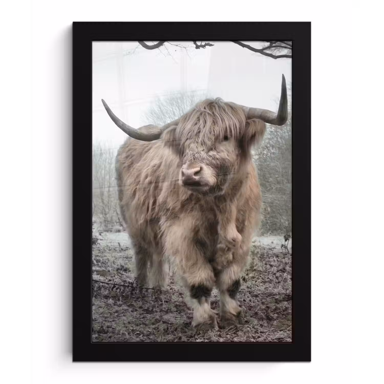 Schotse Hooglander - Bos - Mist - Koe - Dieren - Natuur fotolijst zwart zonder passe partout klein -3d