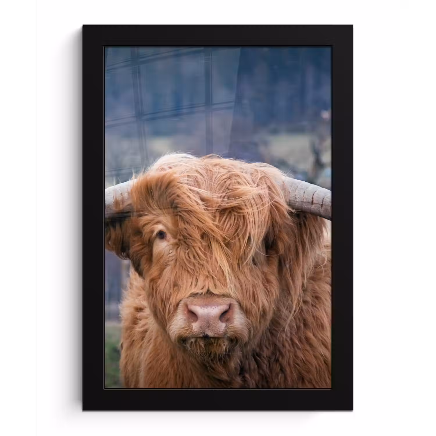 Schotse Hooglander - Koeienkop - Landschap - Natuur - Koe fotolijst zwart zonder passe partout klein -3d