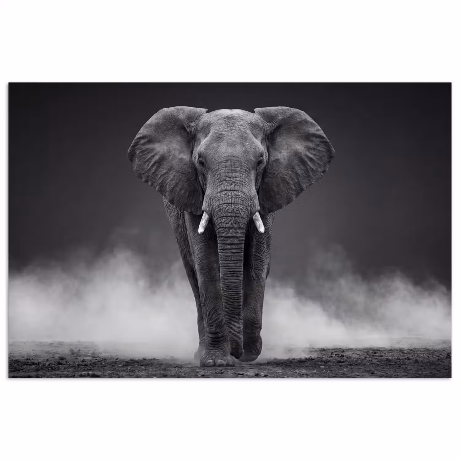 Olifant - Zwart - Wit - Rook poster papier klein -3d