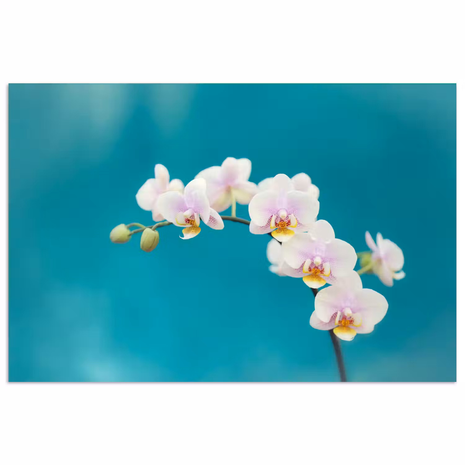 Orchidee - Bloemen - Plant - Wit - Paars poster papier klein -3d