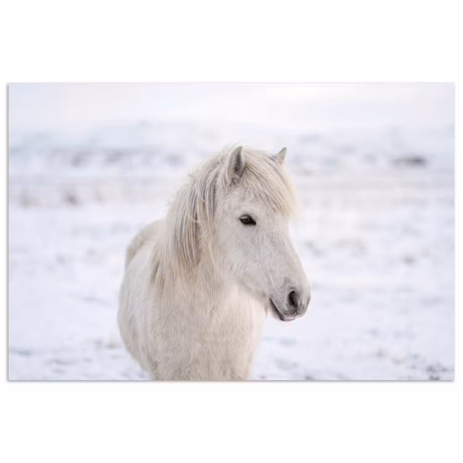 Paard - Kop - Winter - Dieren - Wit poster papier klein -3d