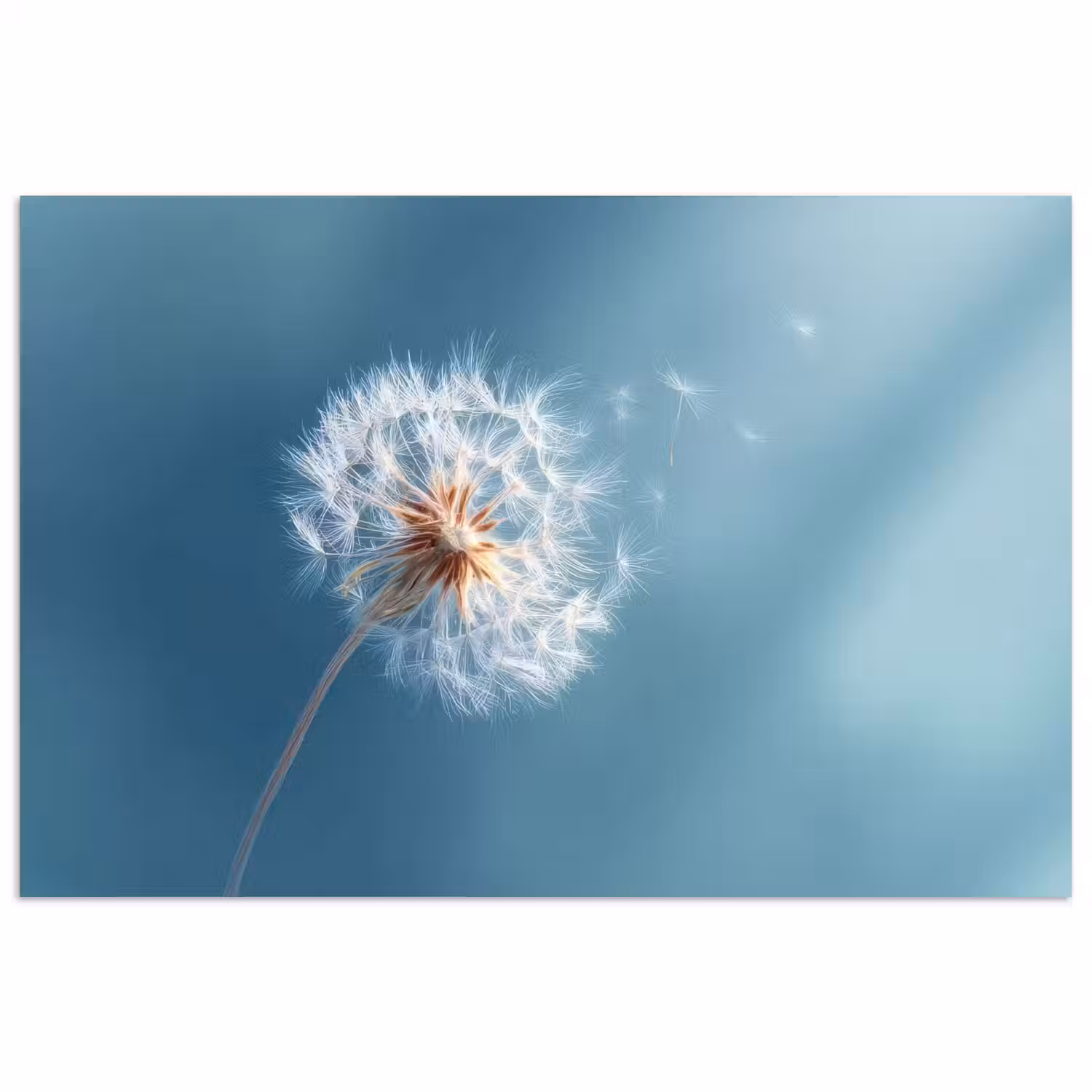 Paardenbloem - Wind - Blauw poster papier klein -3d