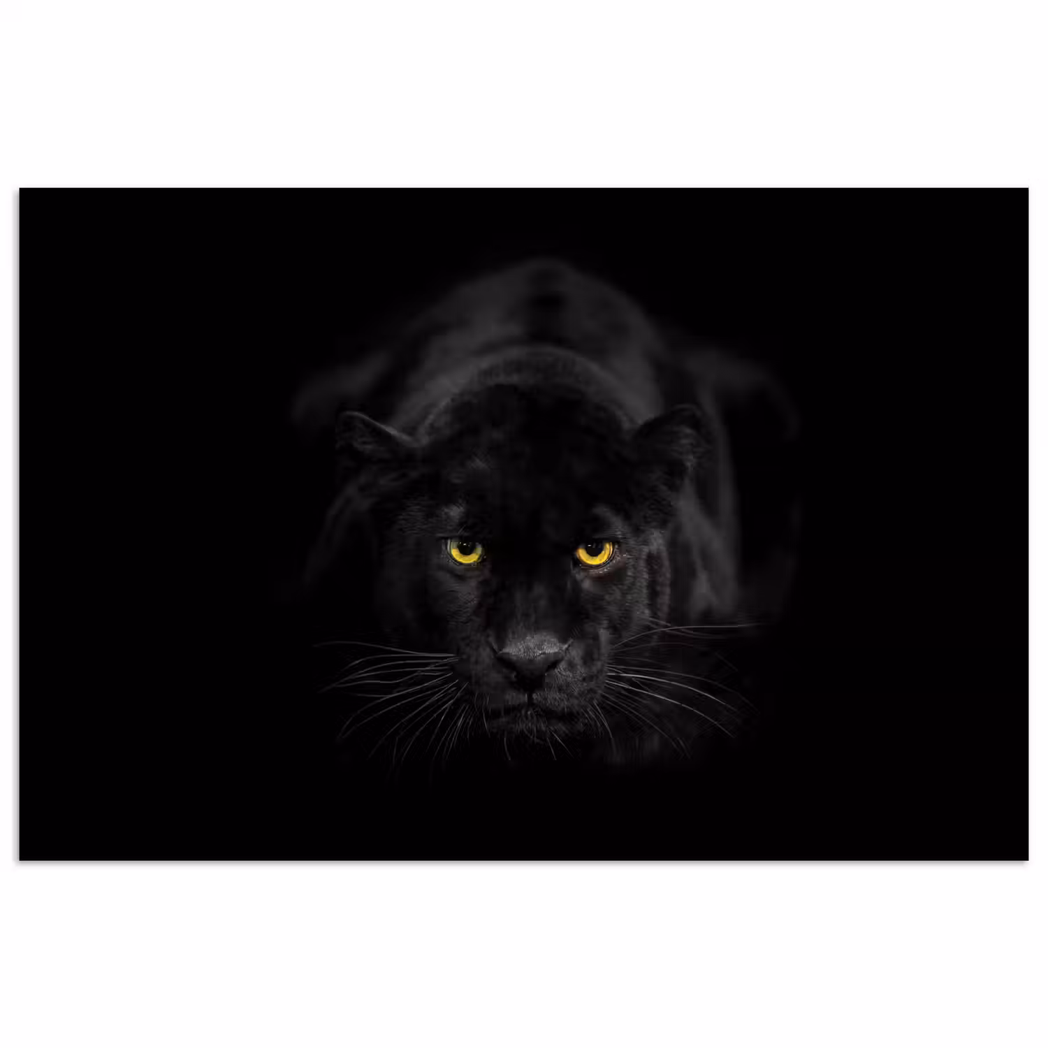 Panter - Dieren - Zwart - Ogen poster papier klein -3d