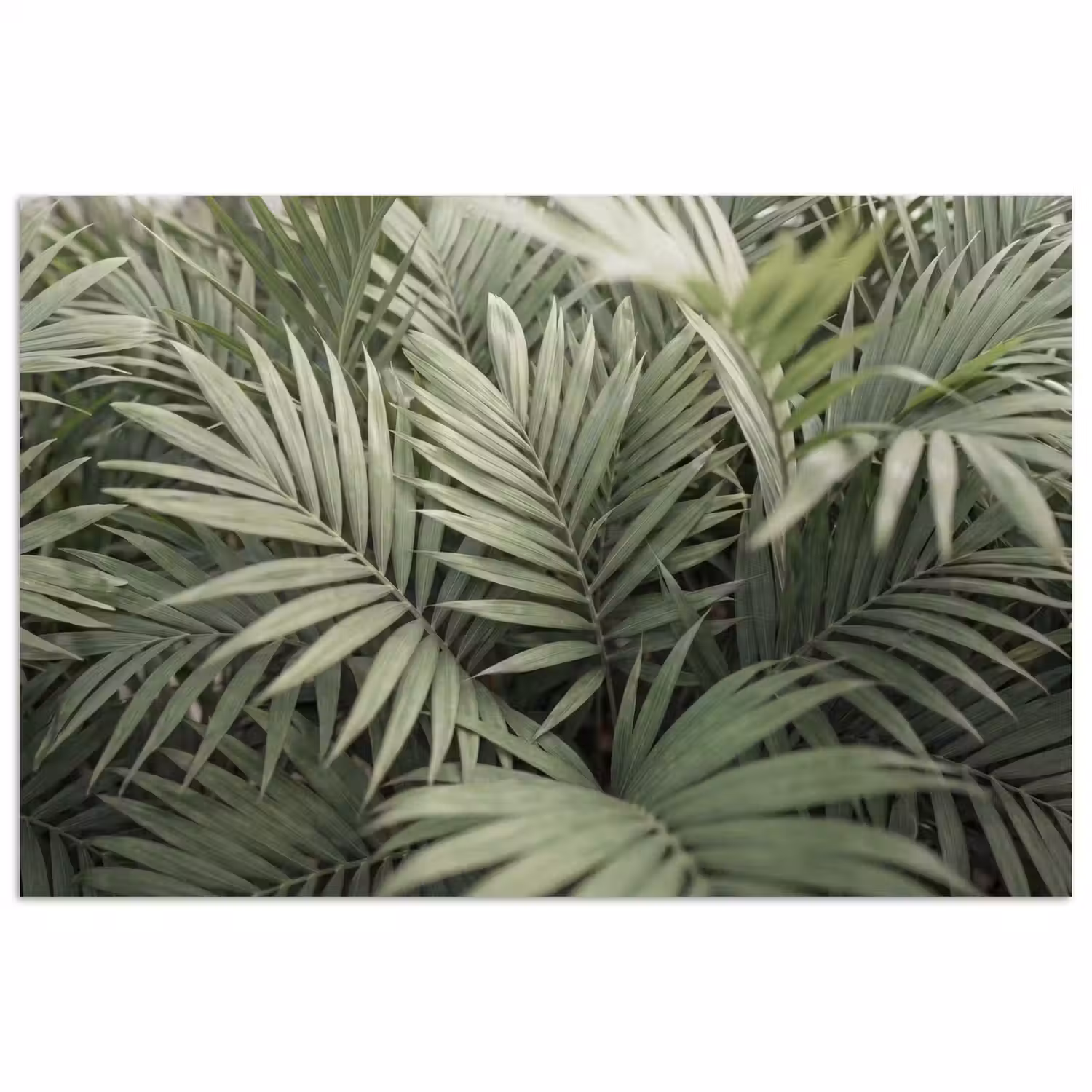 Plant - Palmbladeren - Natuur - Groen poster papier klein -3d