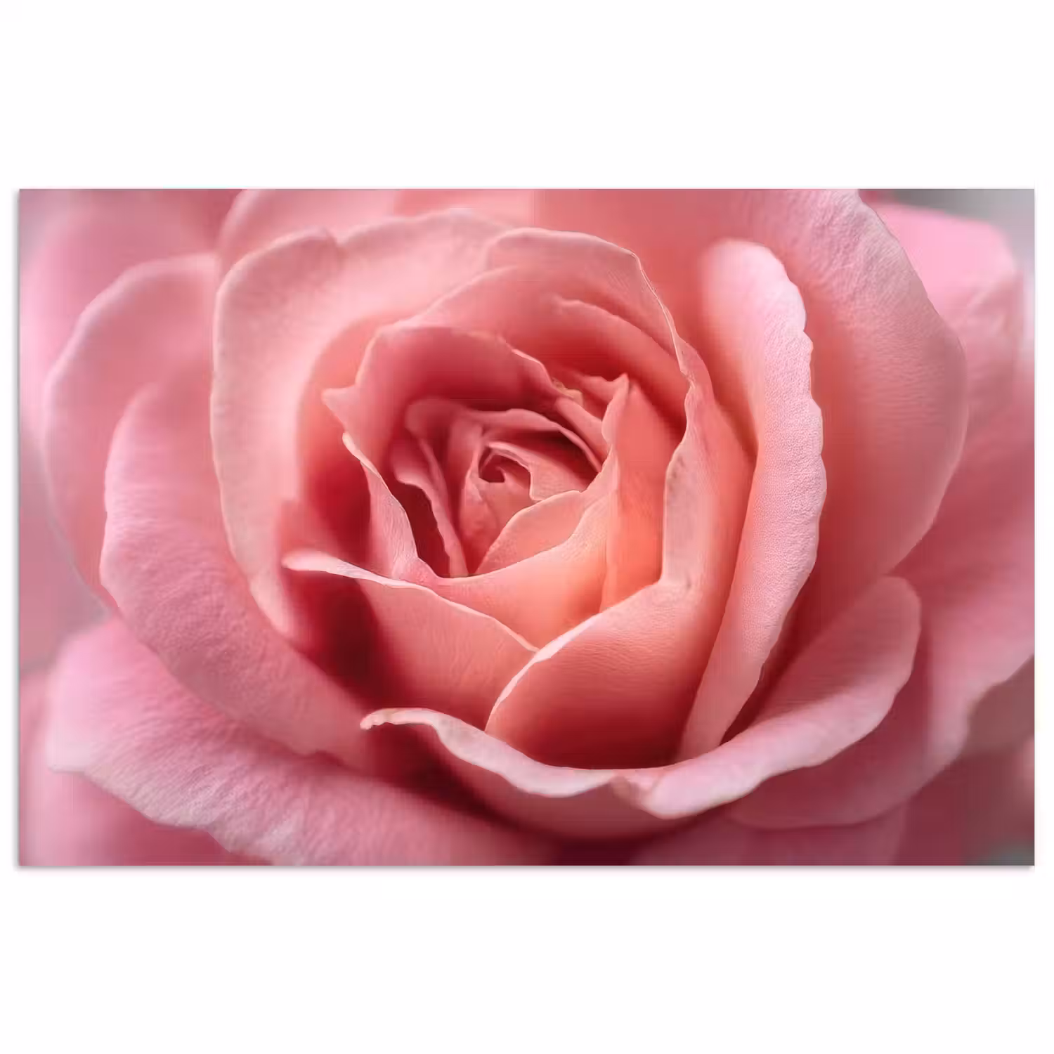 Roze - Roos - Romantisch poster papier klein -3d