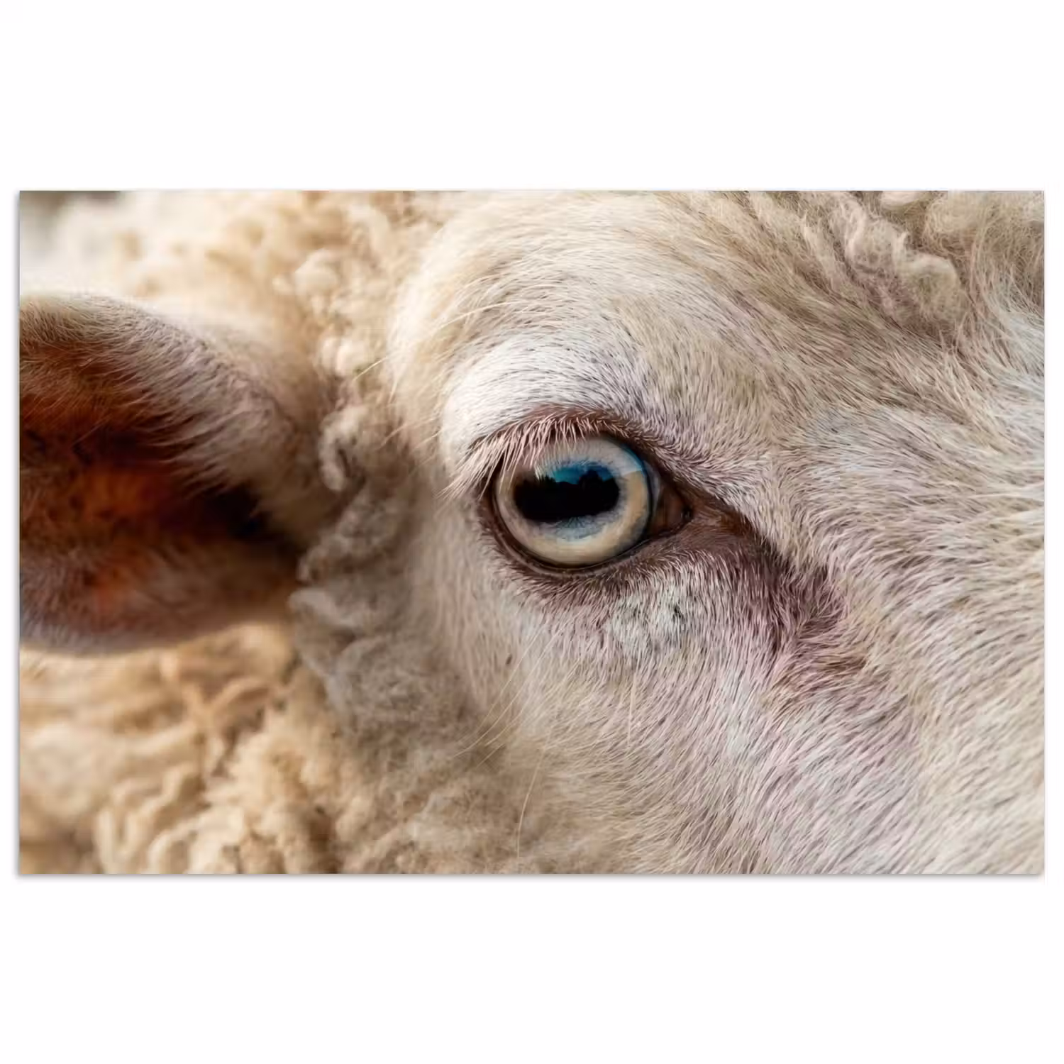 Schaap - Oog - Wit poster papier klein -3d