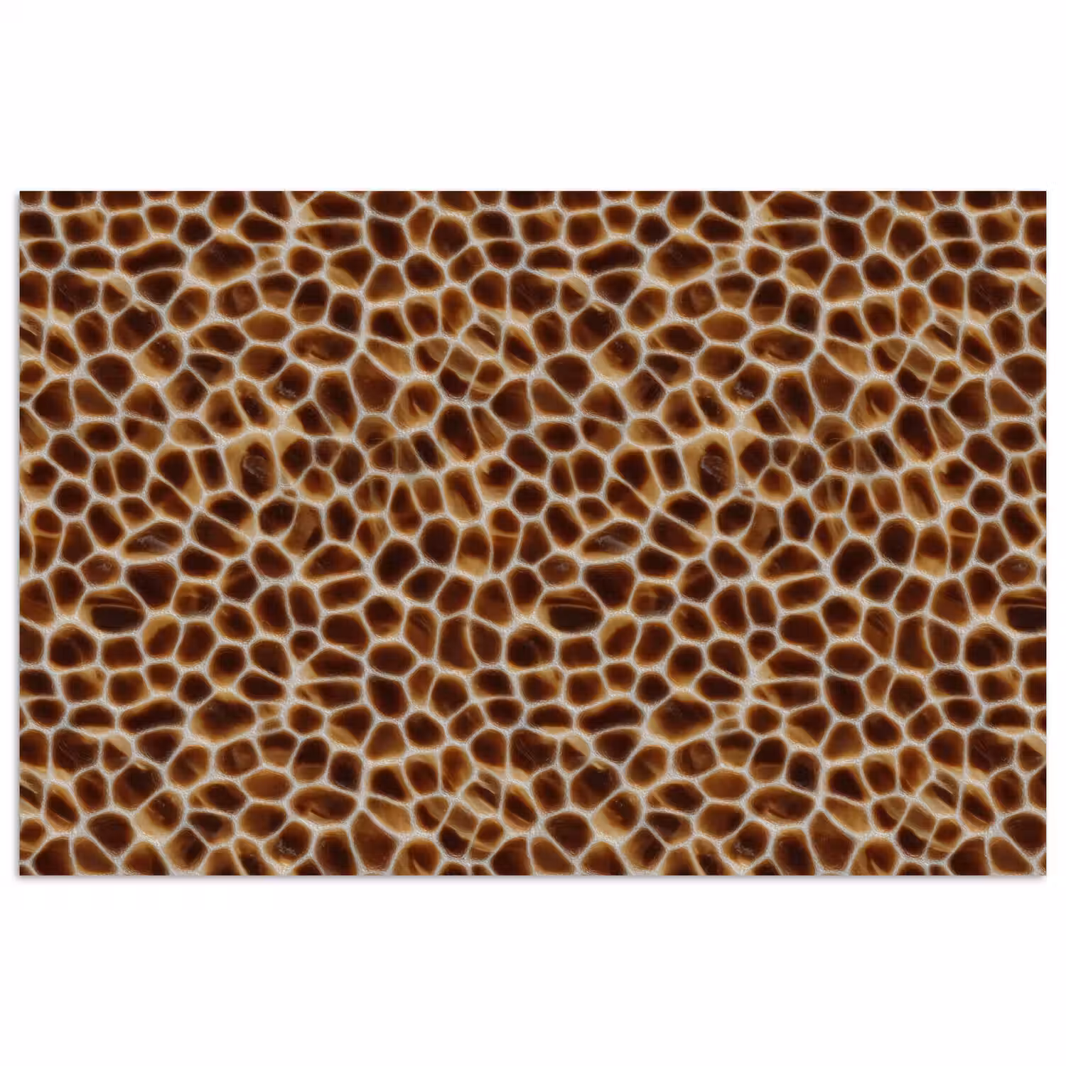 Schildpad - Bruin - Patroon poster papier klein 62 -3d