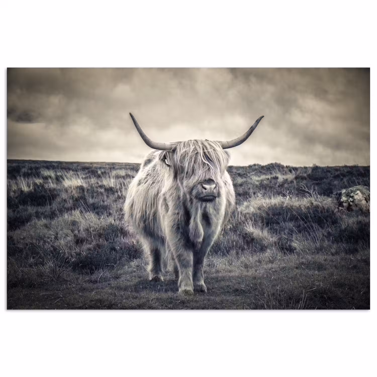 Schotse hooglander - Dieren - Wolken - Koe - Natuur poster papier klein -3d