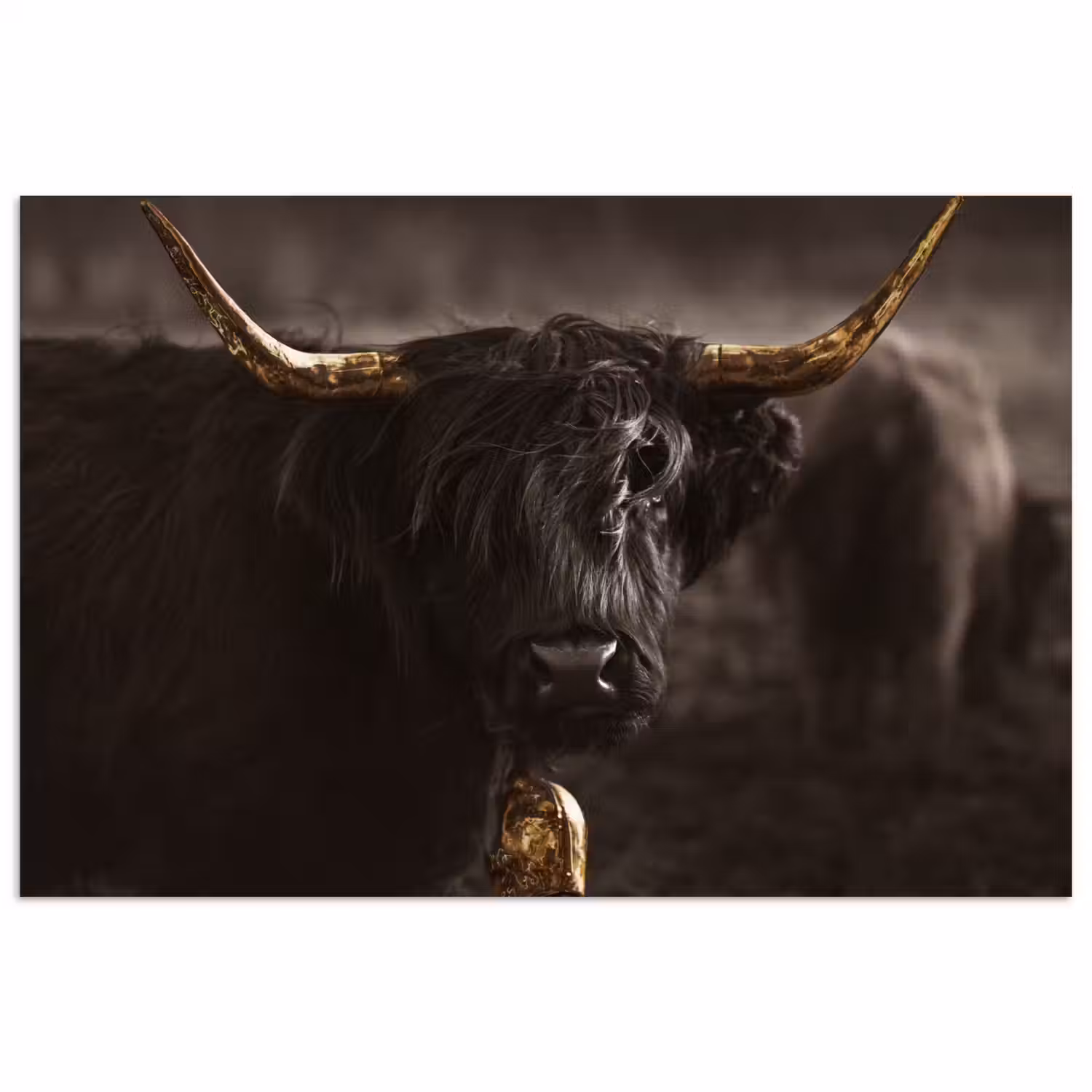Schotse hooglander - Goud - Koebel - Hoorns - Dieren poster papier klein -3d