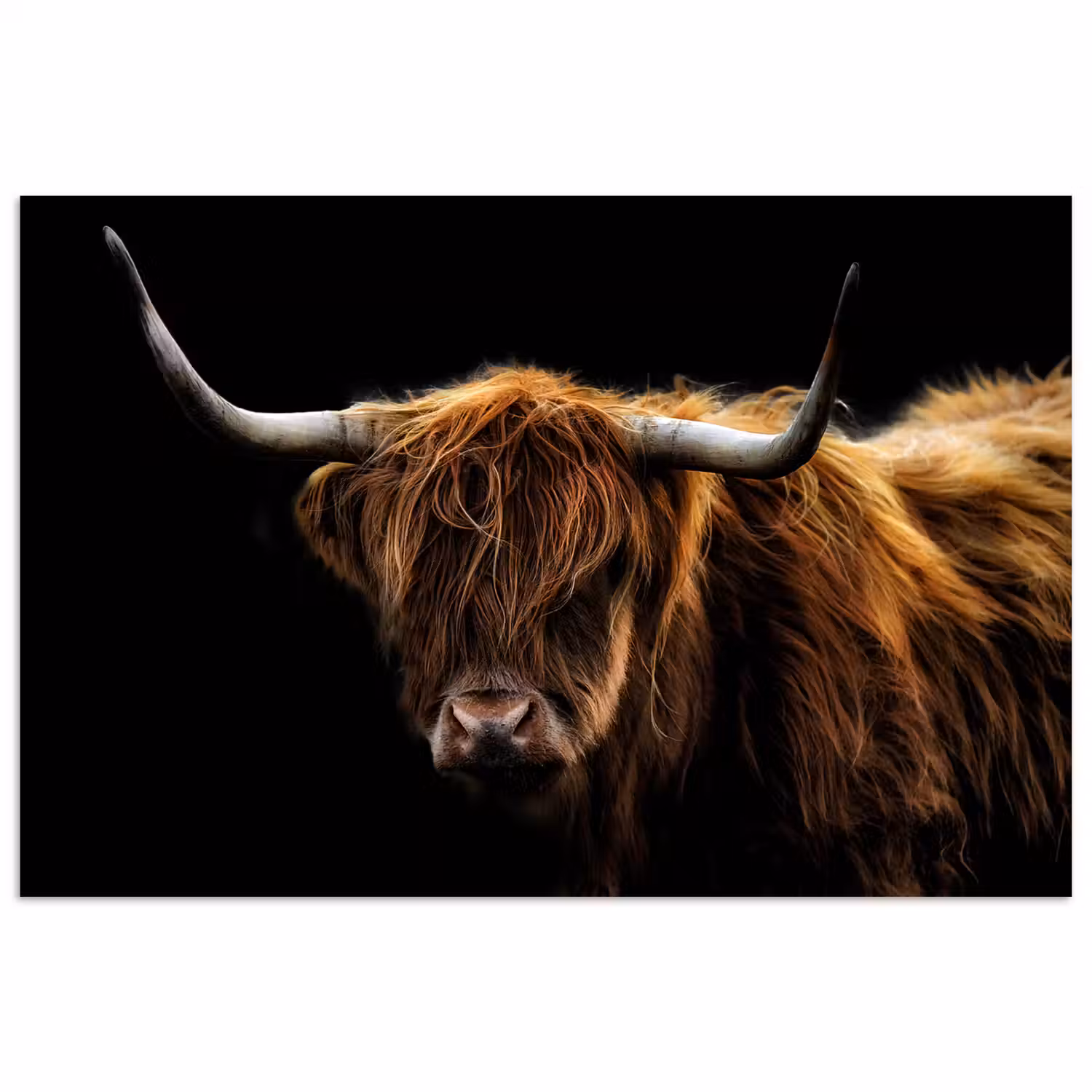 Schotse Hooglander - Horens - Zwart - Dieren - Natuur - Wild - Koe poster papier klein -3d