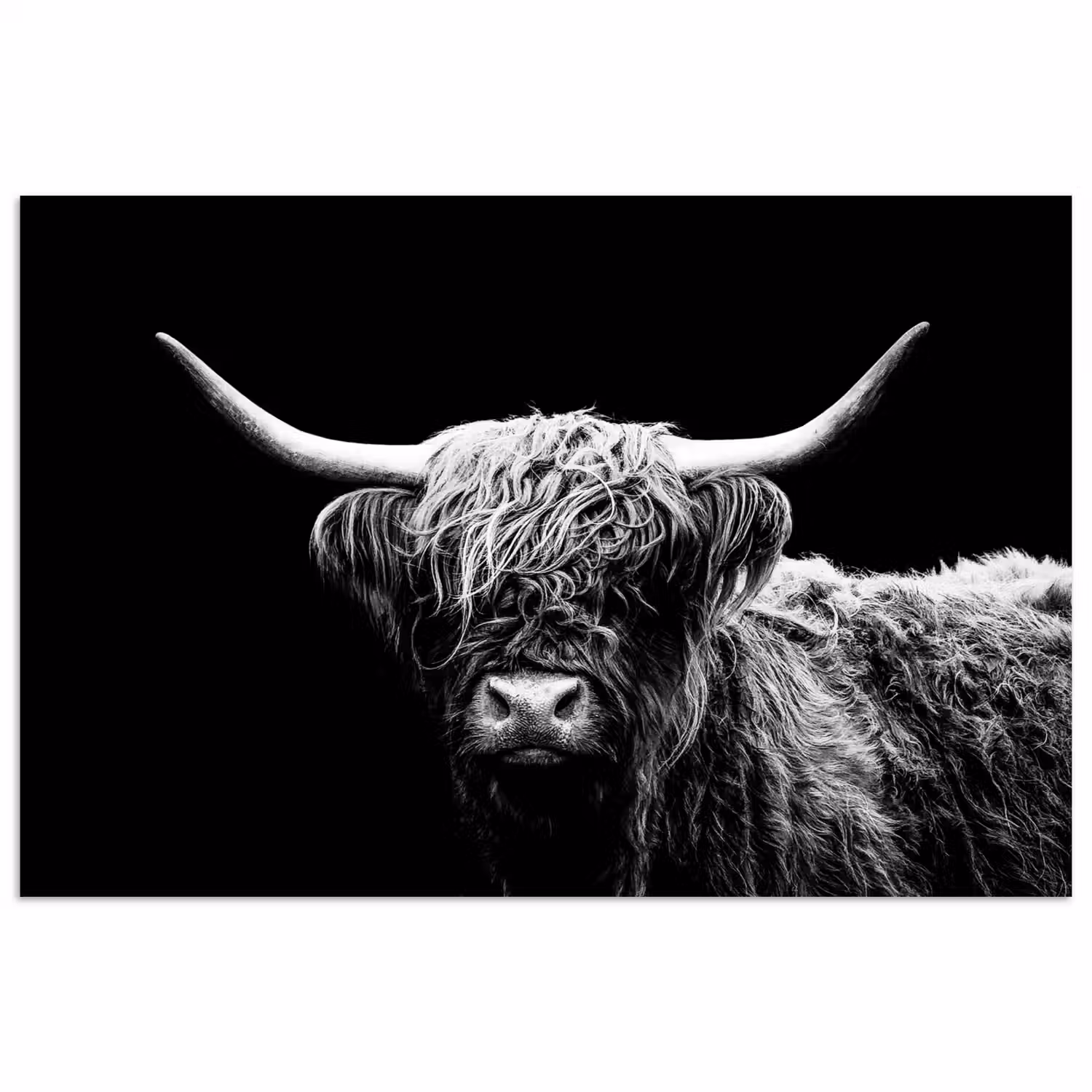 Schotse Hooglander - Koe - Zwart - Wit - Dieren poster papier klein -3d