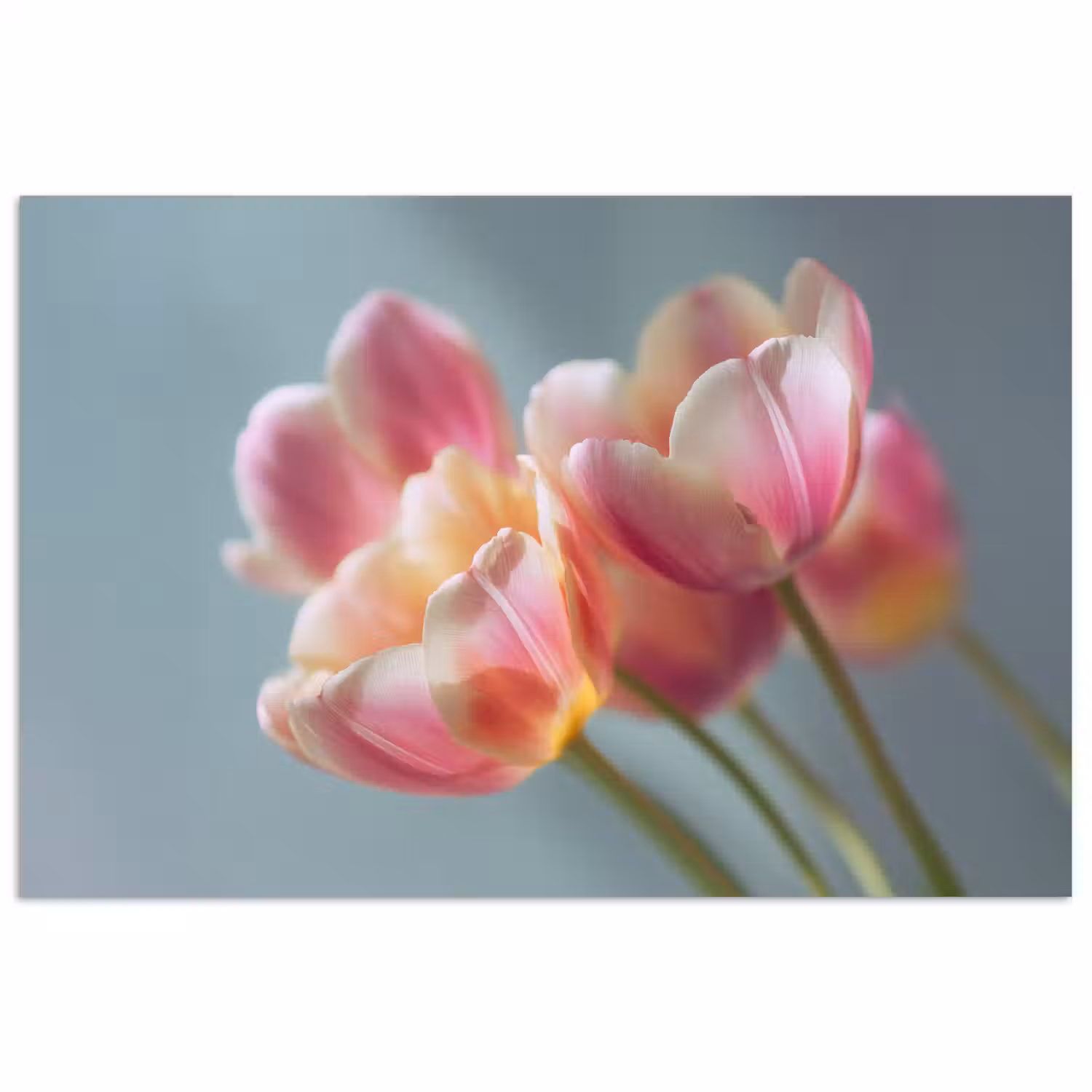 Tulpen - Roze - Stelen poster papier klein -3d