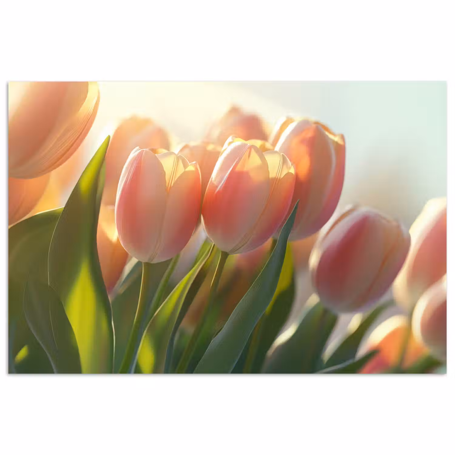 Tulpen - Roze - Zonnestralen poster papier klein -3d