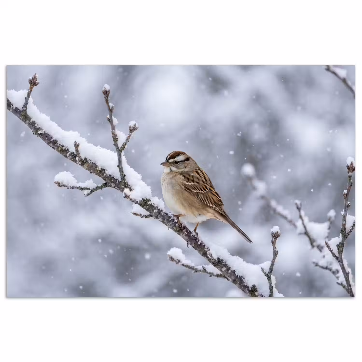 Vogel - Tak - Sneeuw - Winter poster papier klein -3d