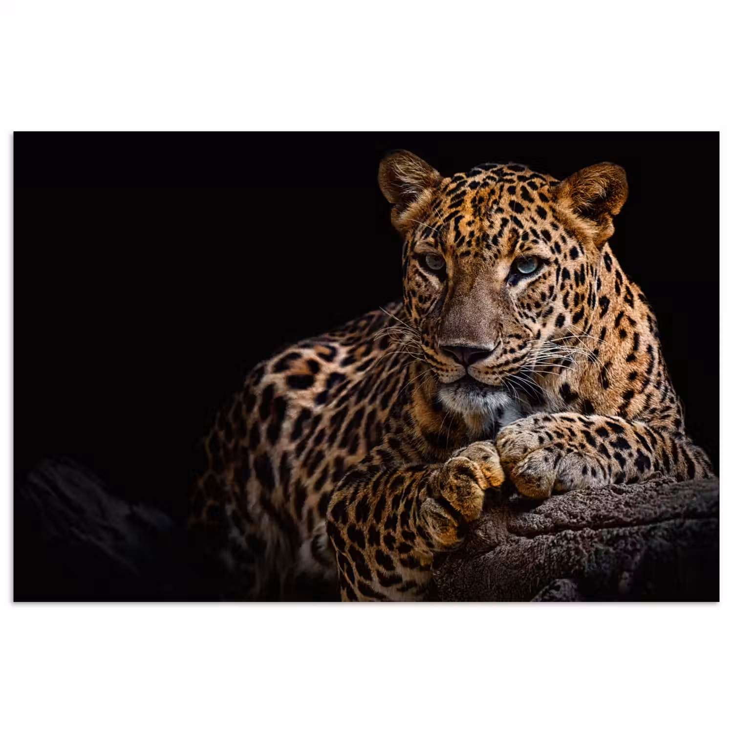 Wilde dieren - Panter - Portret - Zwart - Dieren poster papier klein -3d