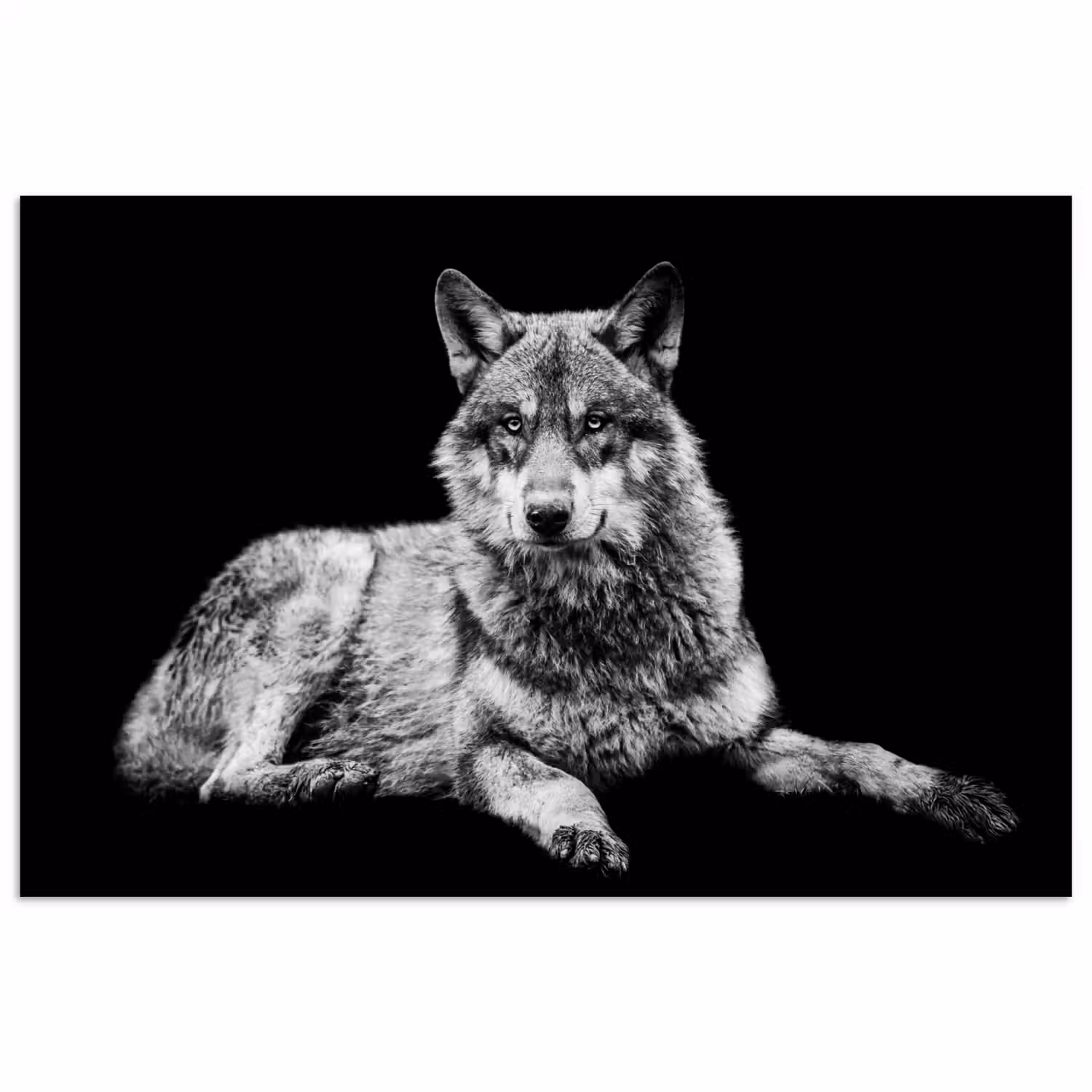 Wilde dieren - Wolf - Zwart - Wit poster papier klein -3d
