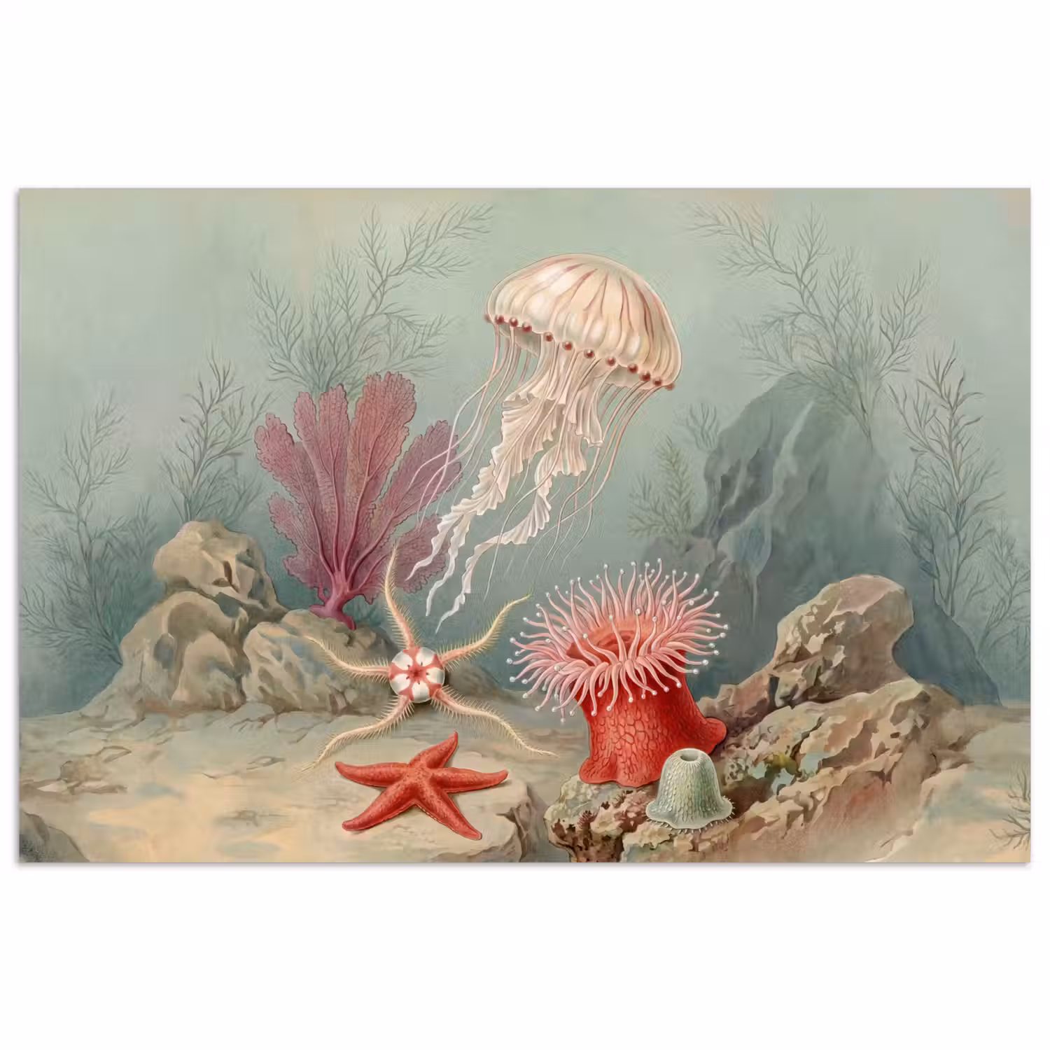 Zeeleven - Kwal - Onderwater - Illustratie - Beige poster papier klein -3d