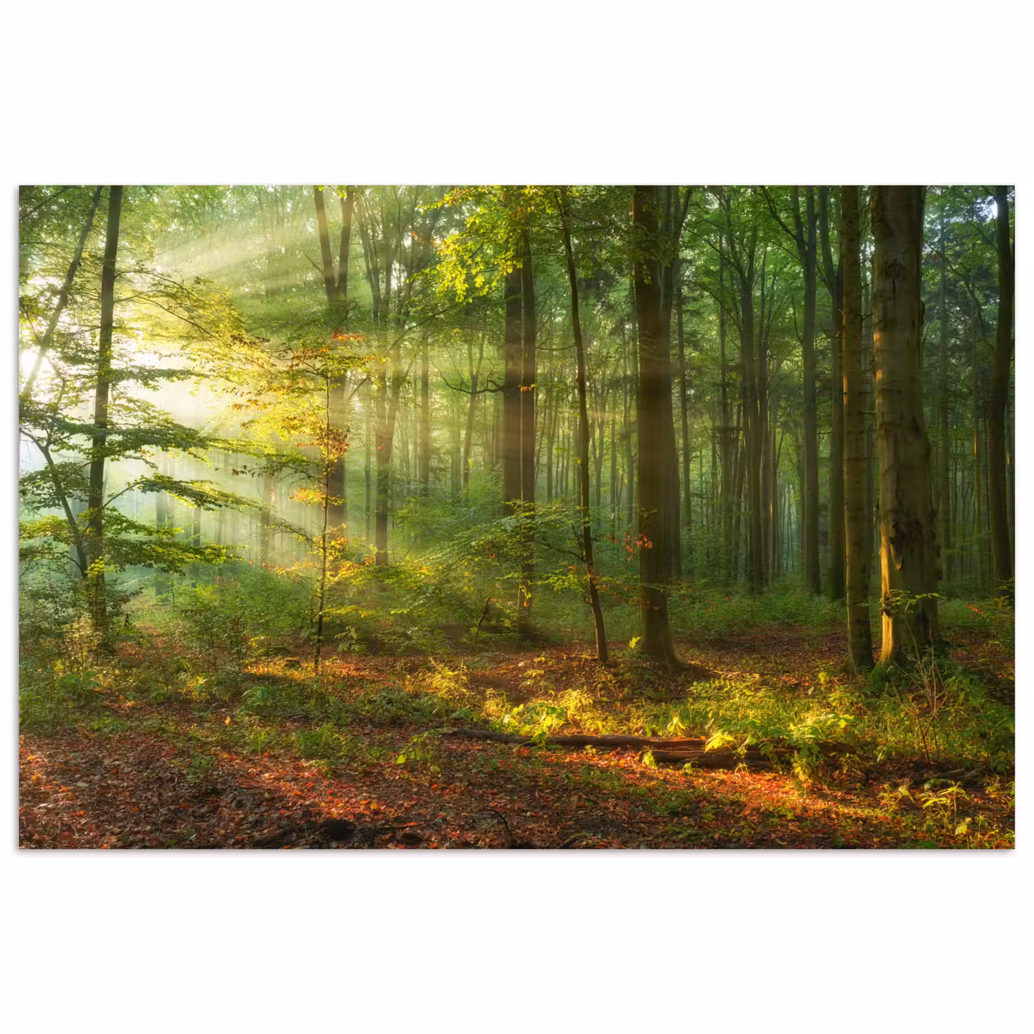 Zon - Bos - Bomen - Natuur - Herfst poster papier klein -3d