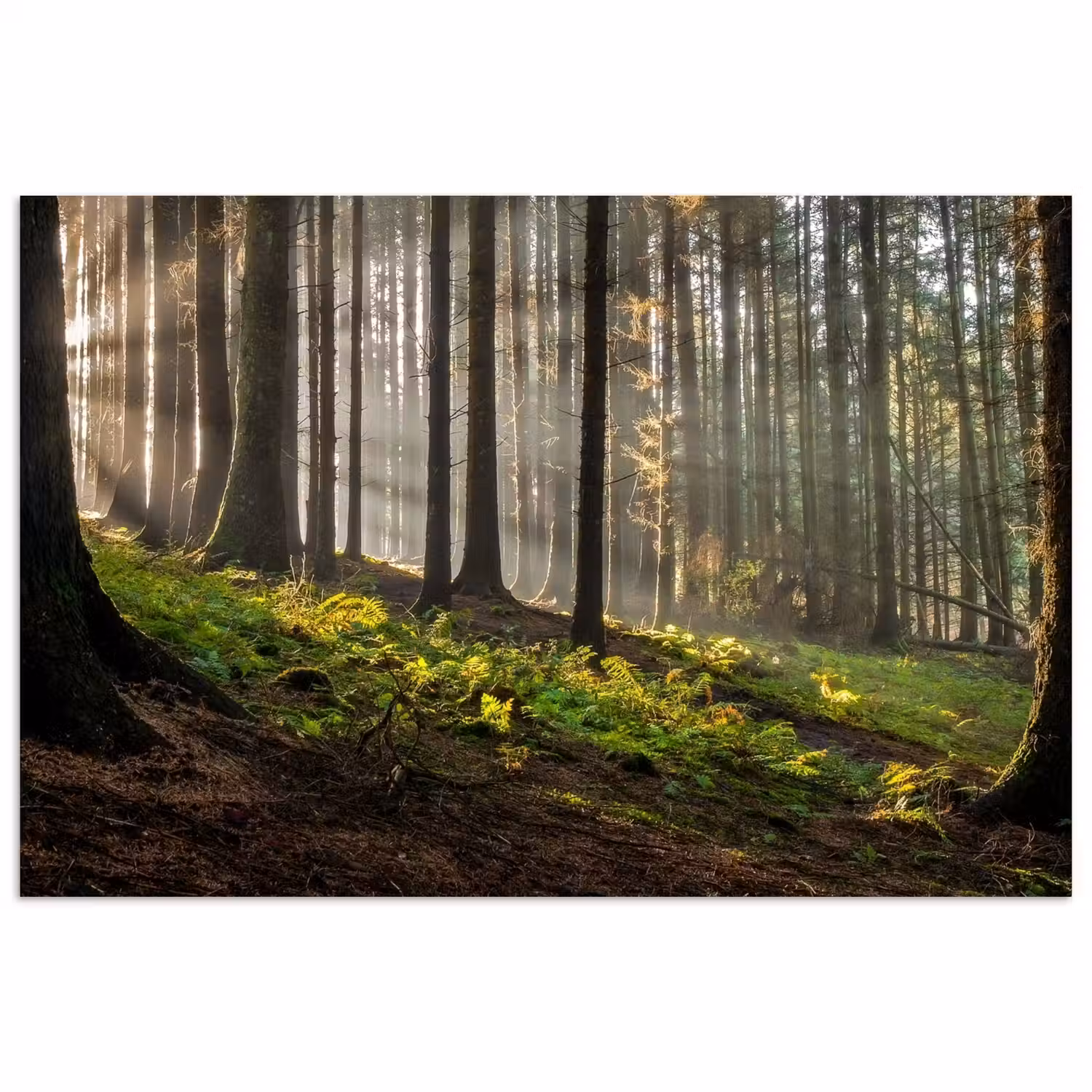 Zon - Takken - Bomen - Bos - Natuur poster papier klein -3d