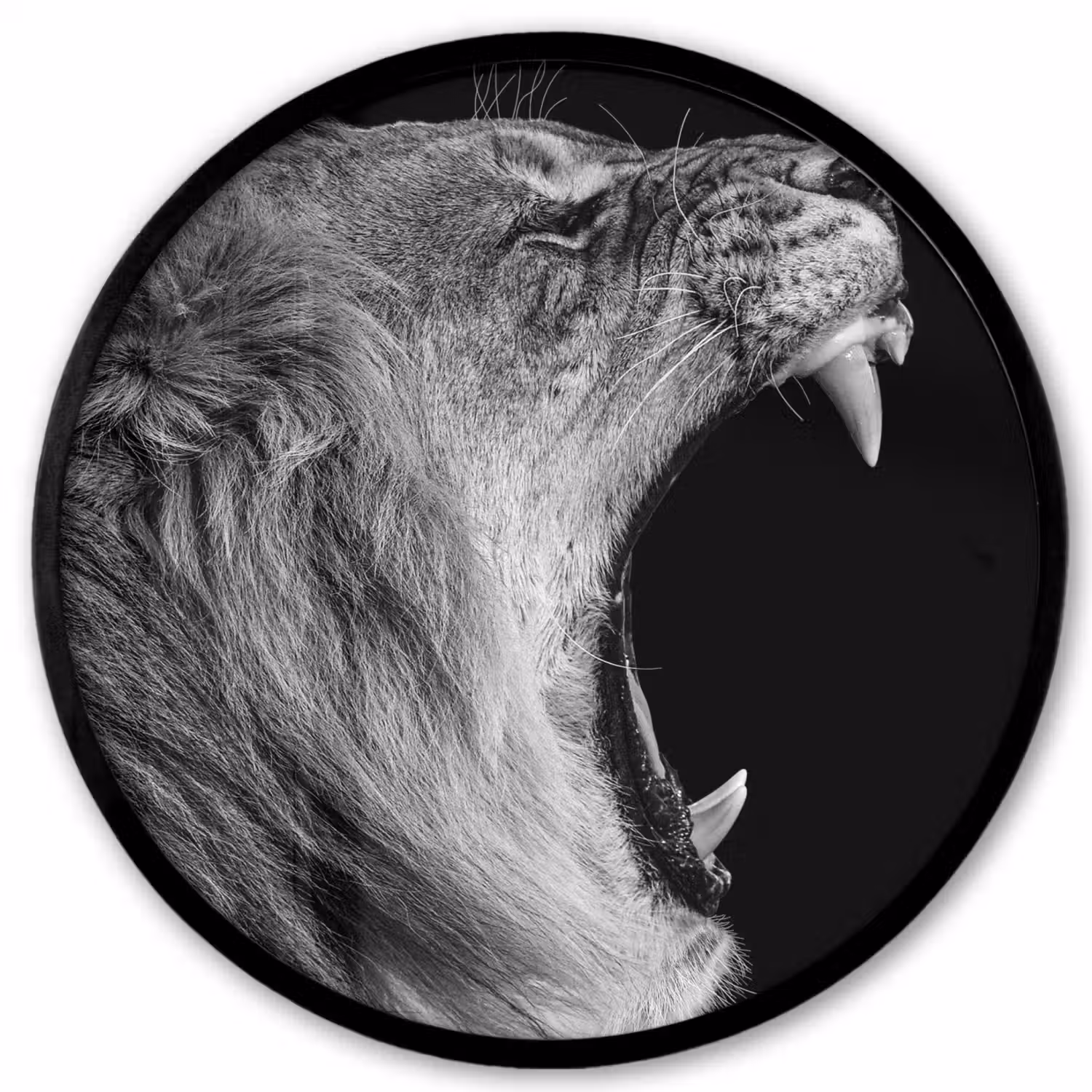 Dieren - Leeuw - Zwart - Wit - Portret Fotolijst rond zonder passe partout klein -3d