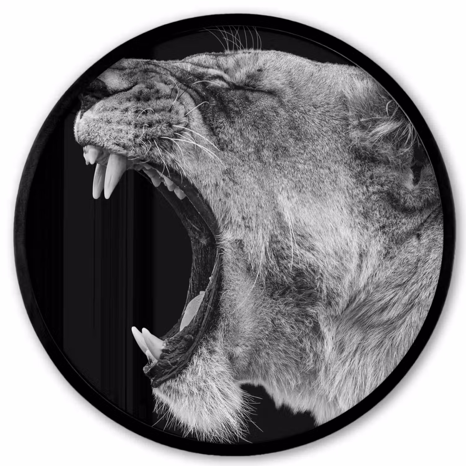 Dieren - Leeuw - Zwart - Wit - Portret Fotolijst rond zonder passe partout klein -3d