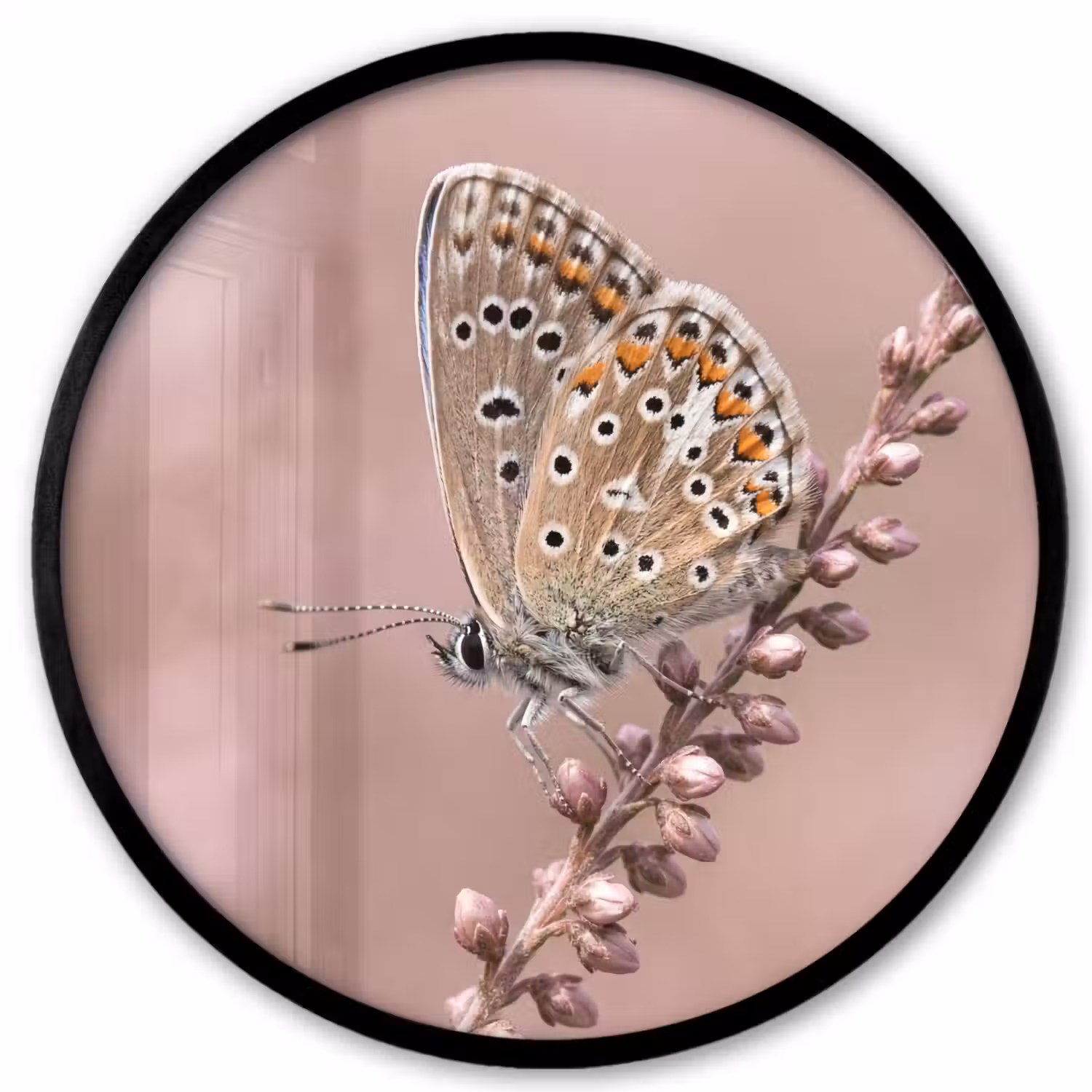 Lavendel - Vlinder - Paars Fotolijst rond zonder passe partout klein -3d