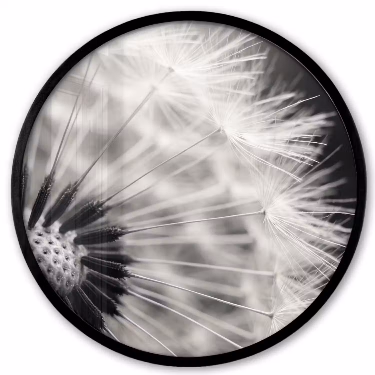 Paardenbloem - Zwart - Wit Fotolijst rond zonder passe partout klein -3d