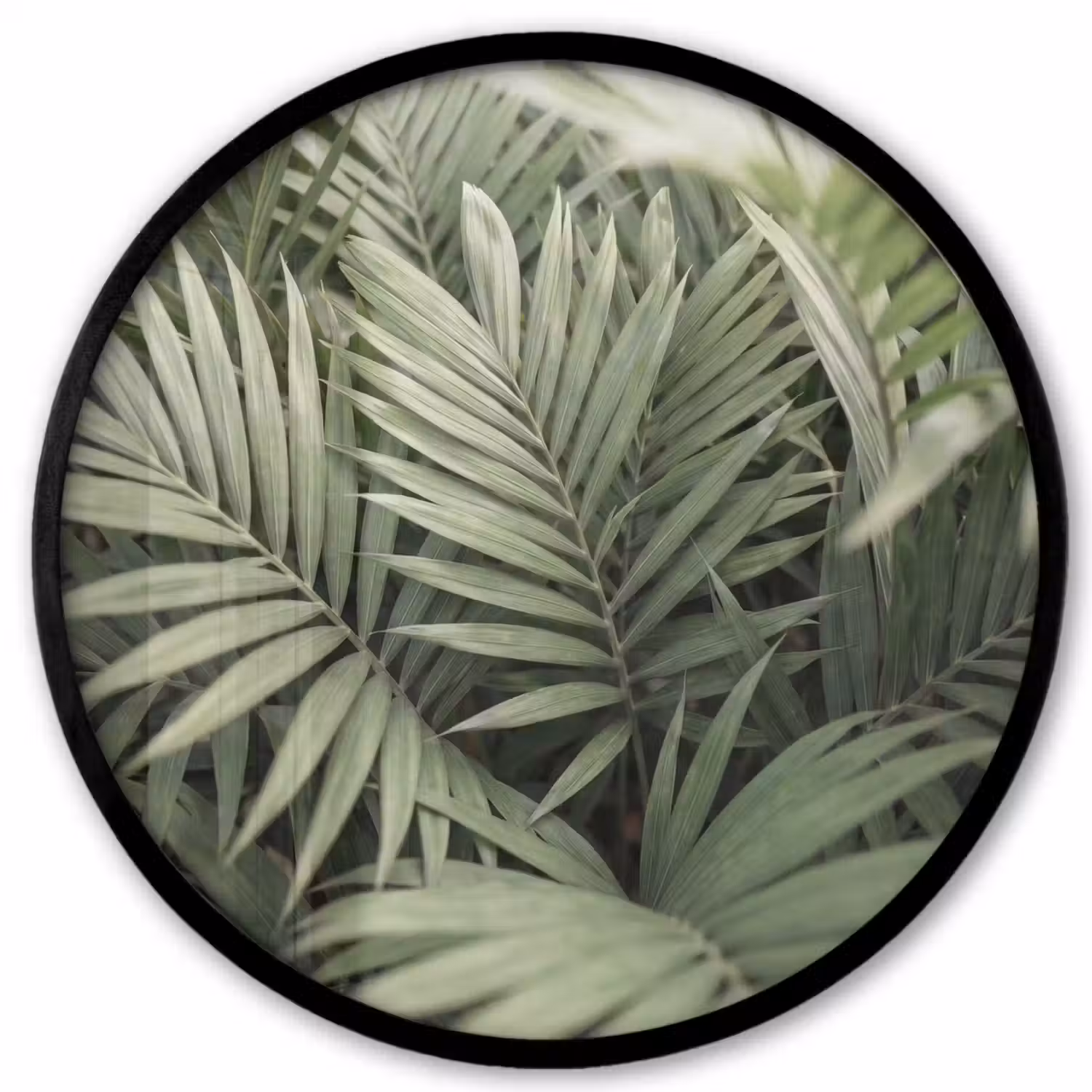 Plant - Palmbladeren - Natuur - Groen Fotolijst rond zonder passe partout klein -3d