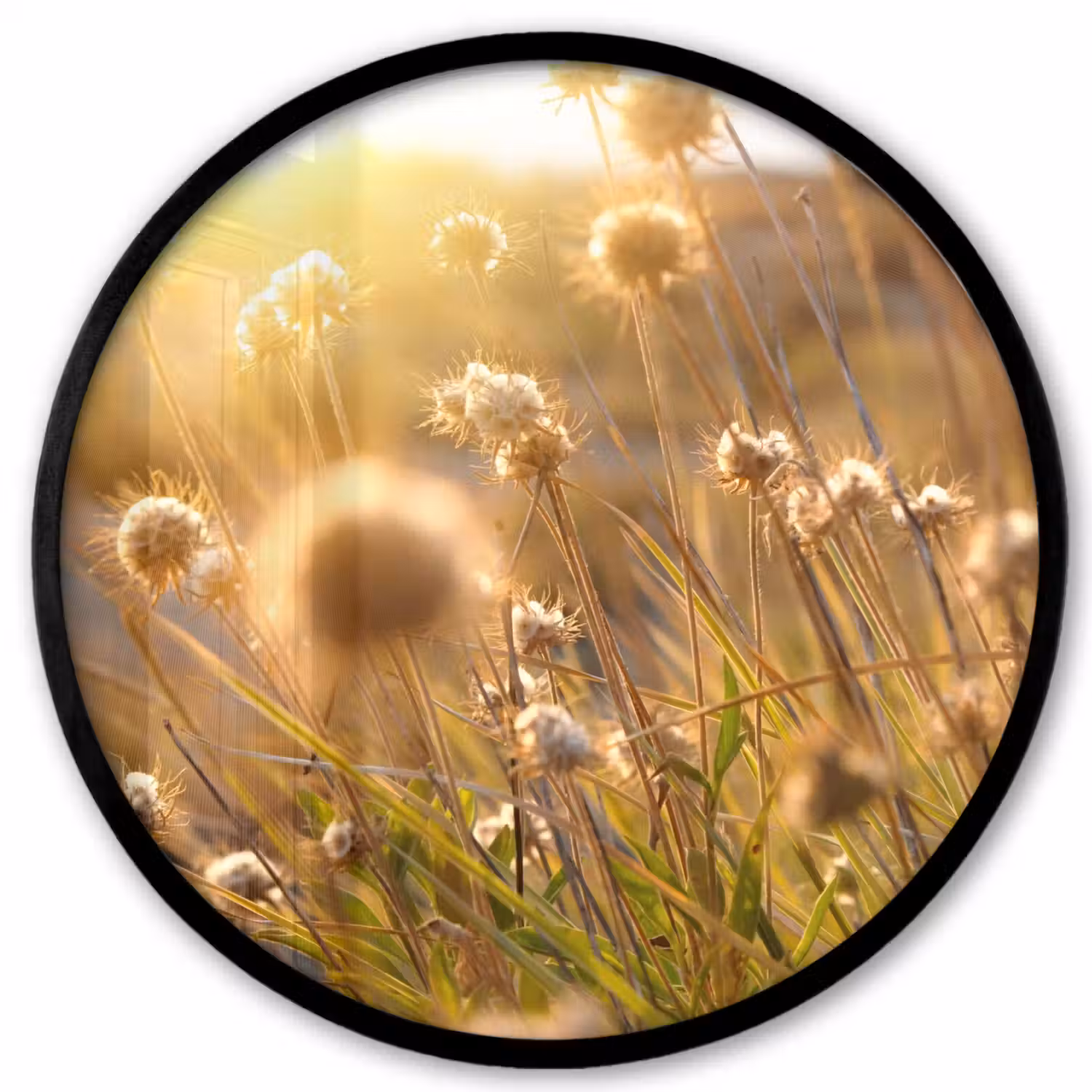 Planten - Natuur - Bloemen - Zon - Horizon Fotolijst rond zonder passe partout klein -3d