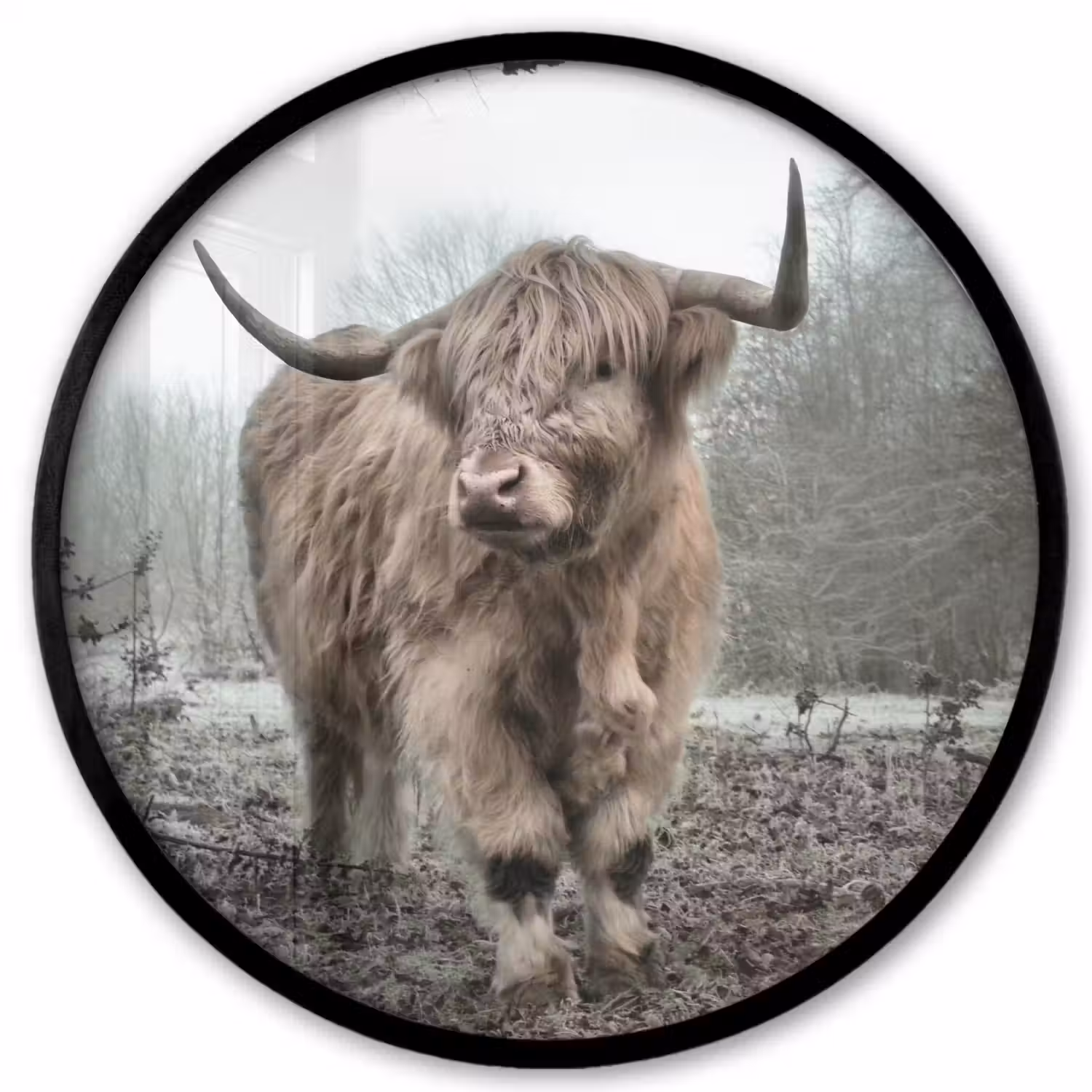 Schotse Hooglander - Bos - Mist - Koe - Dieren - Natuur Fotolijst rond zonder passe partout klein -3d