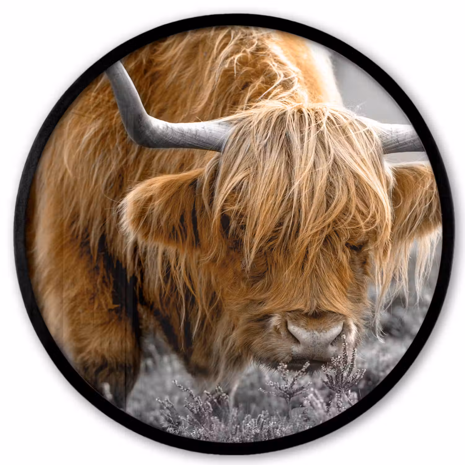 Schotse Hooglander - Dieren - Bruin - Koe - Zwart - Wit - Natuur Fotolijst rond zonder passe partout klein -3d