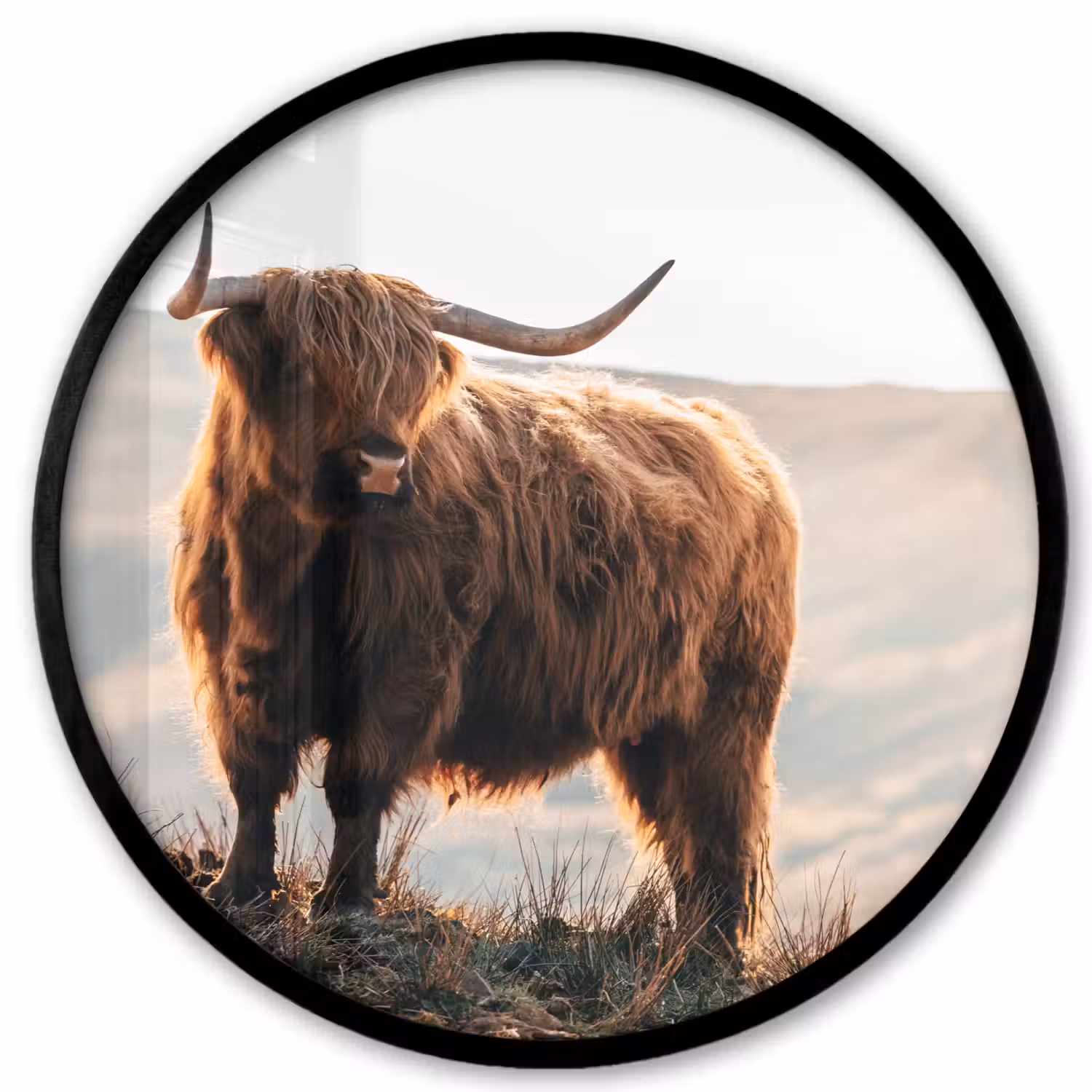 Schotse hooglander - Dieren - Landelijk - Landschap - Koe - Natuur Fotolijst rond zonder passe partout klein -3d