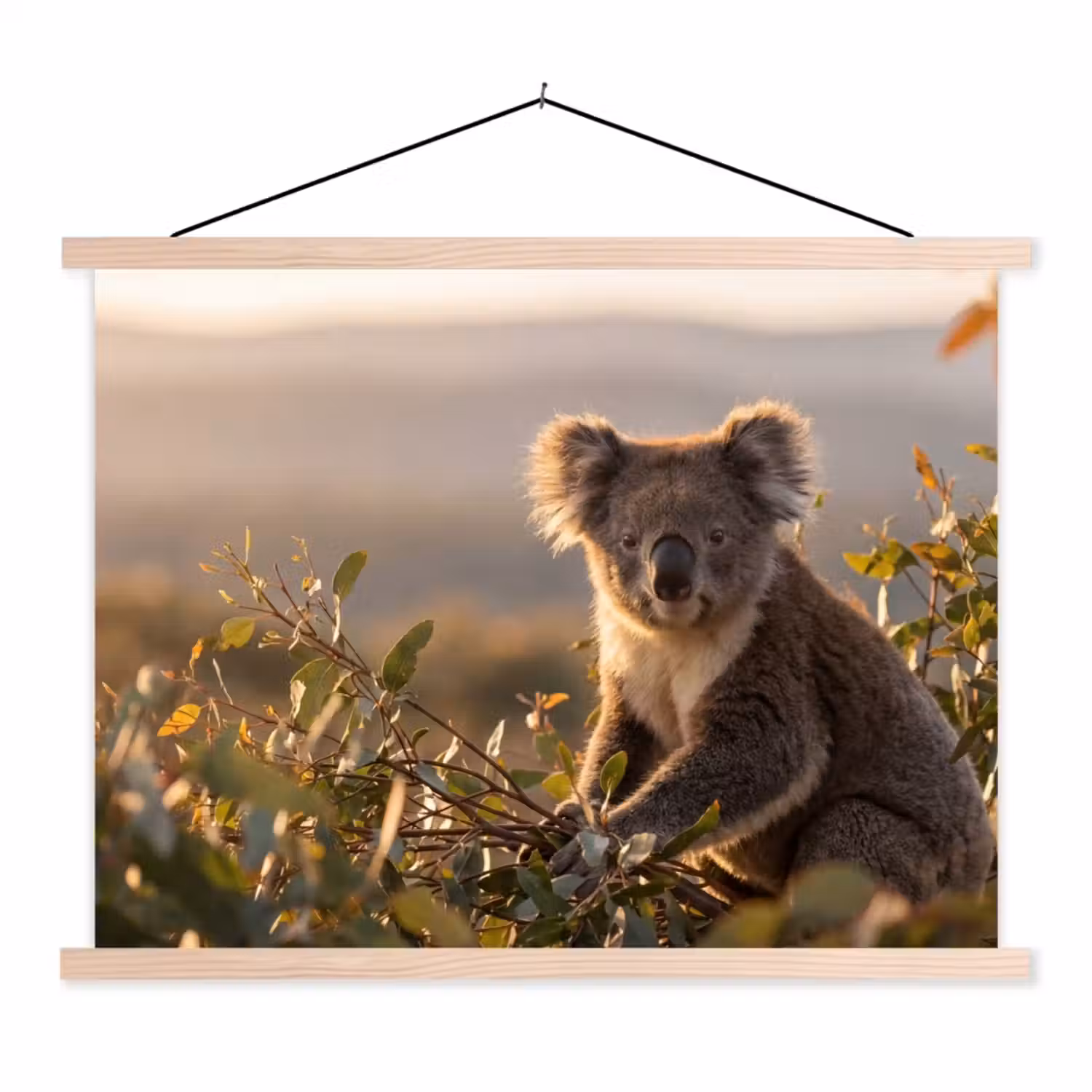 Koala - Bladeren - Ochtendlicht textielposter latten blank klein -3d